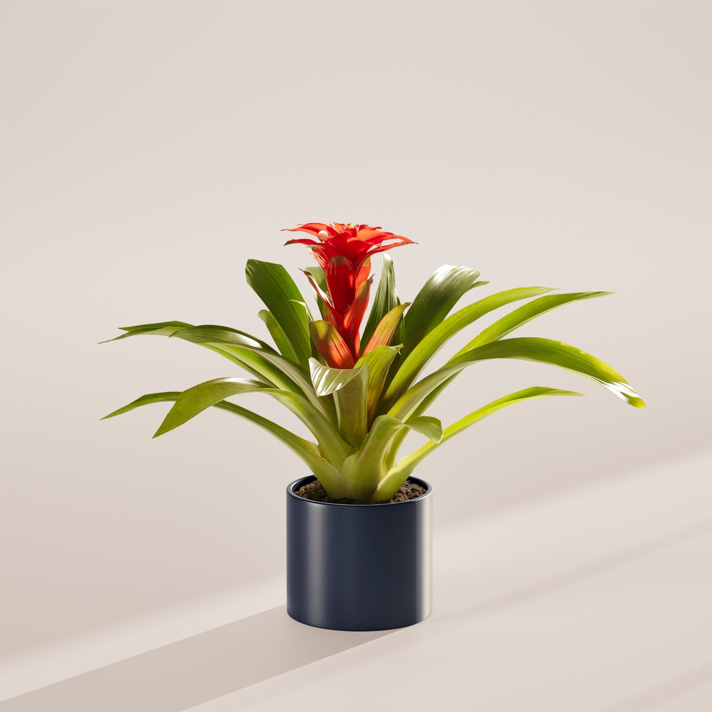 Bromeliad Guzmania