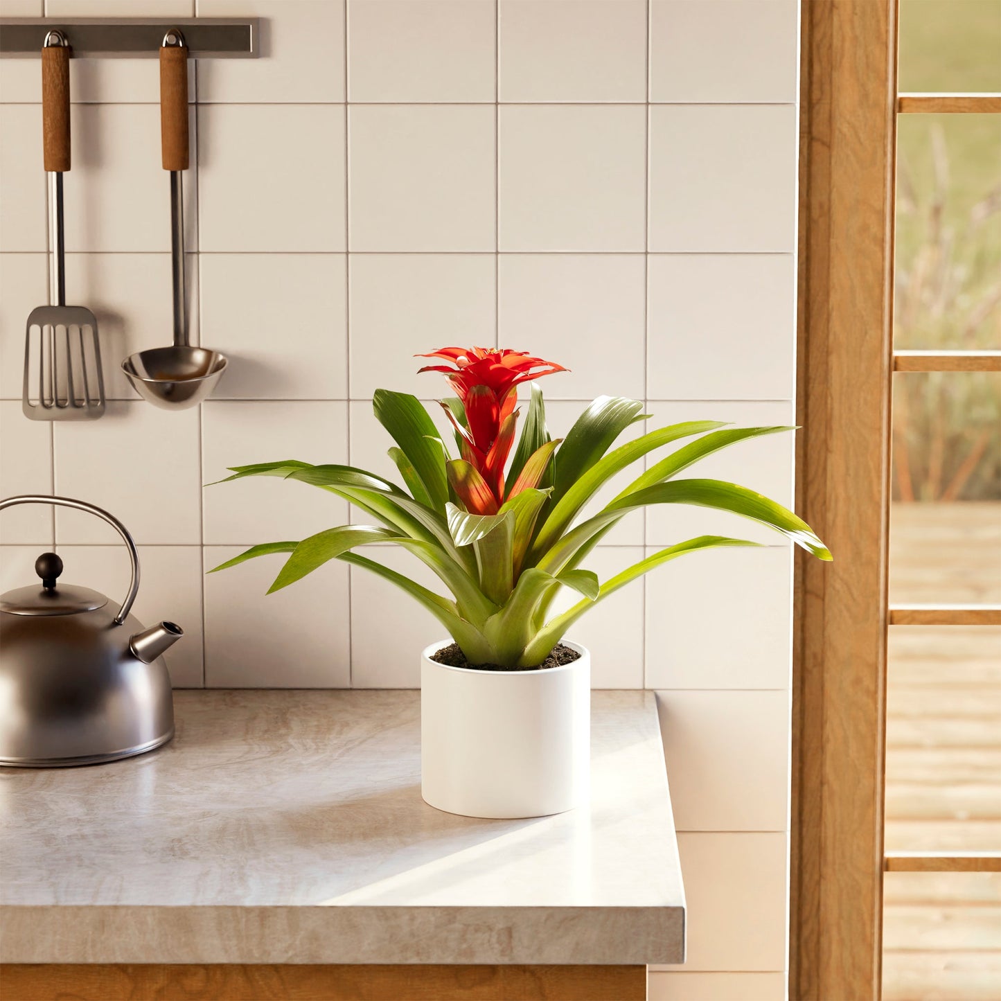 Bromeliad Guzmania