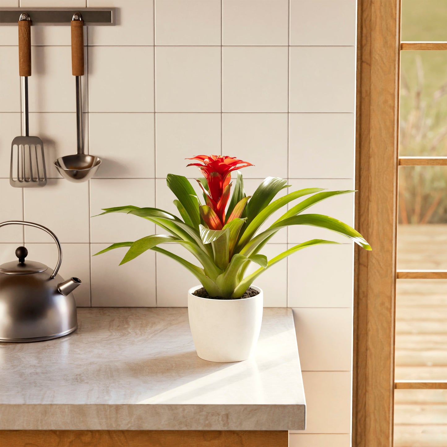 Bromeliad Guzmania