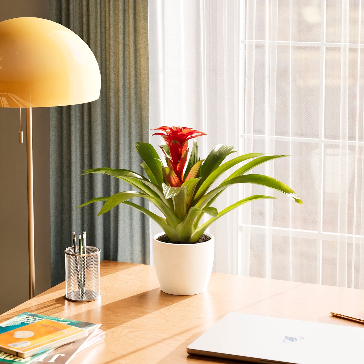 Bromeliad Guzmania
