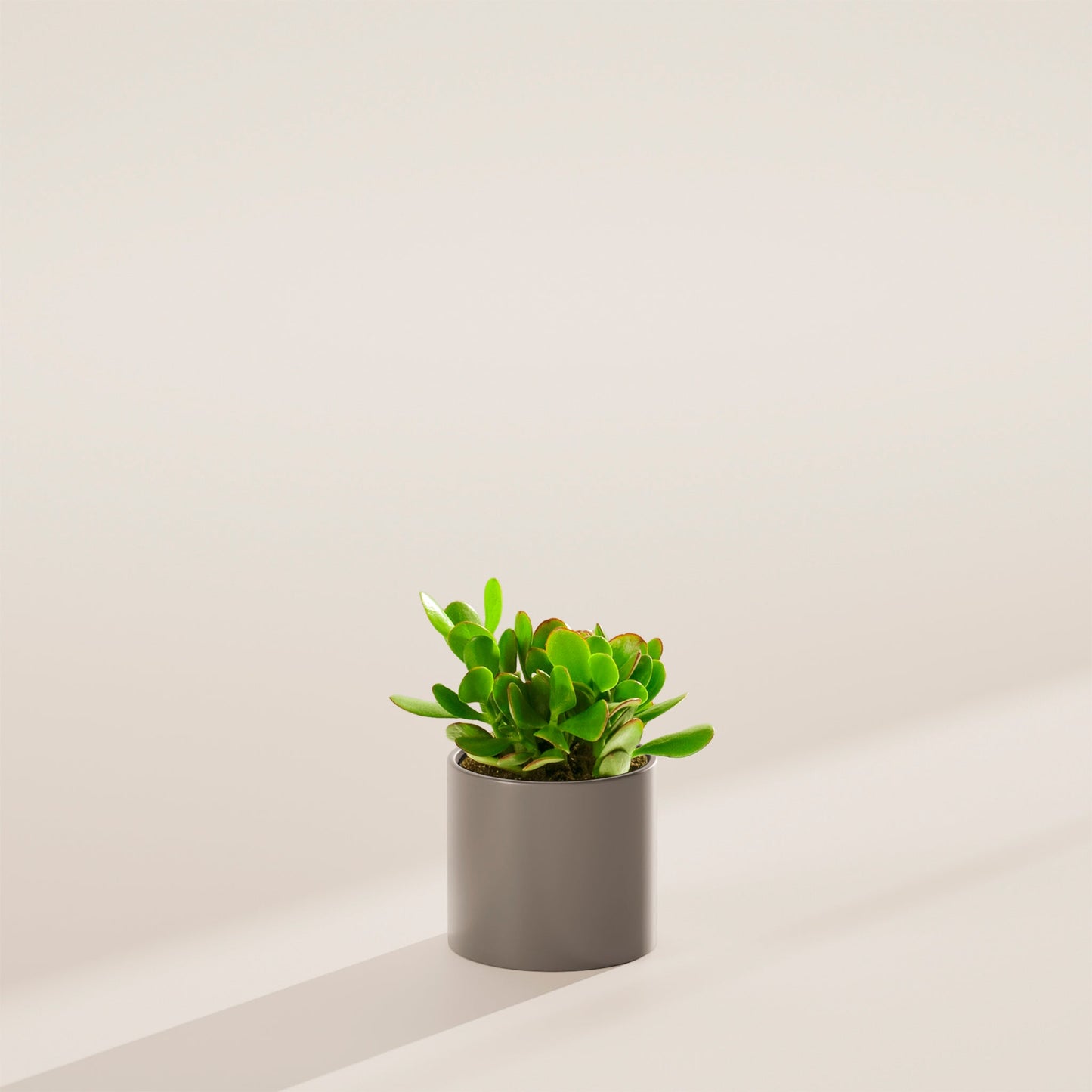 Jade Plant