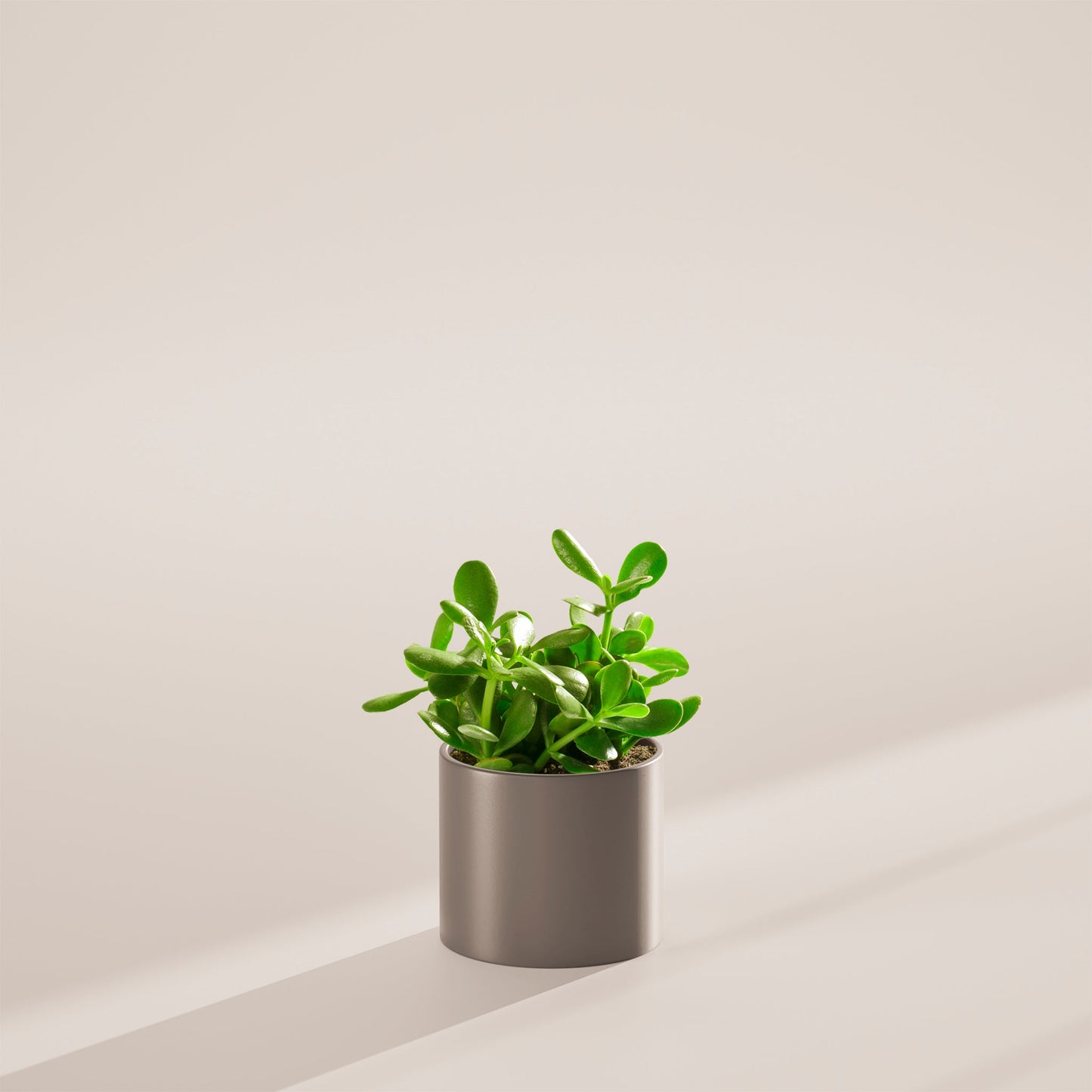 Jade Plant