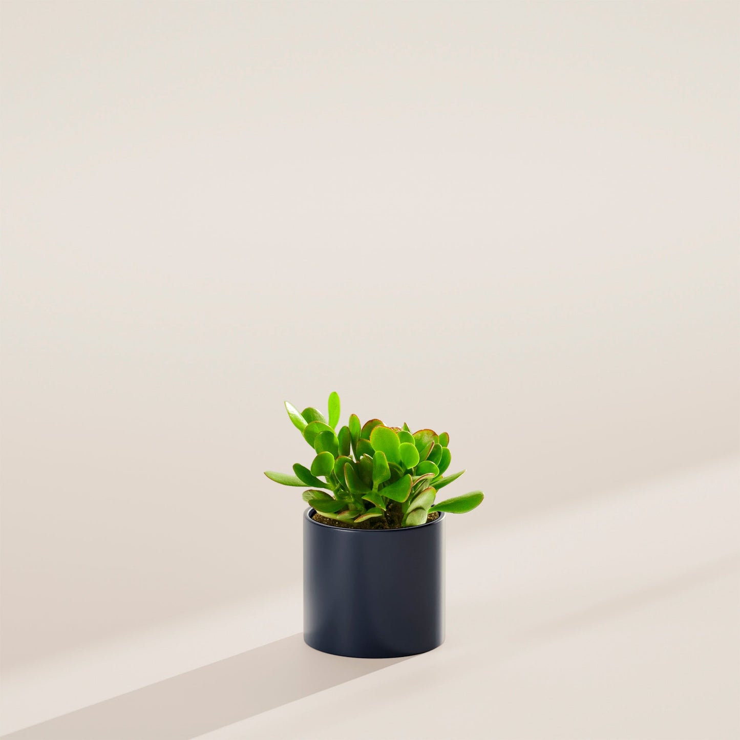 Jade Plant