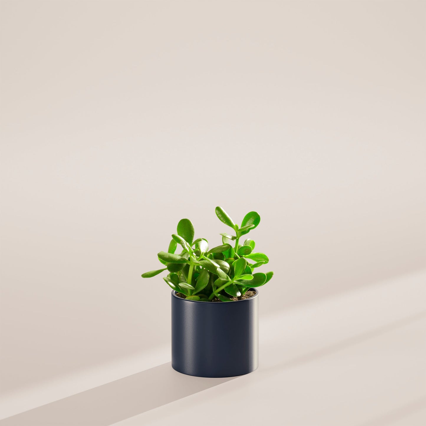Jade Plant