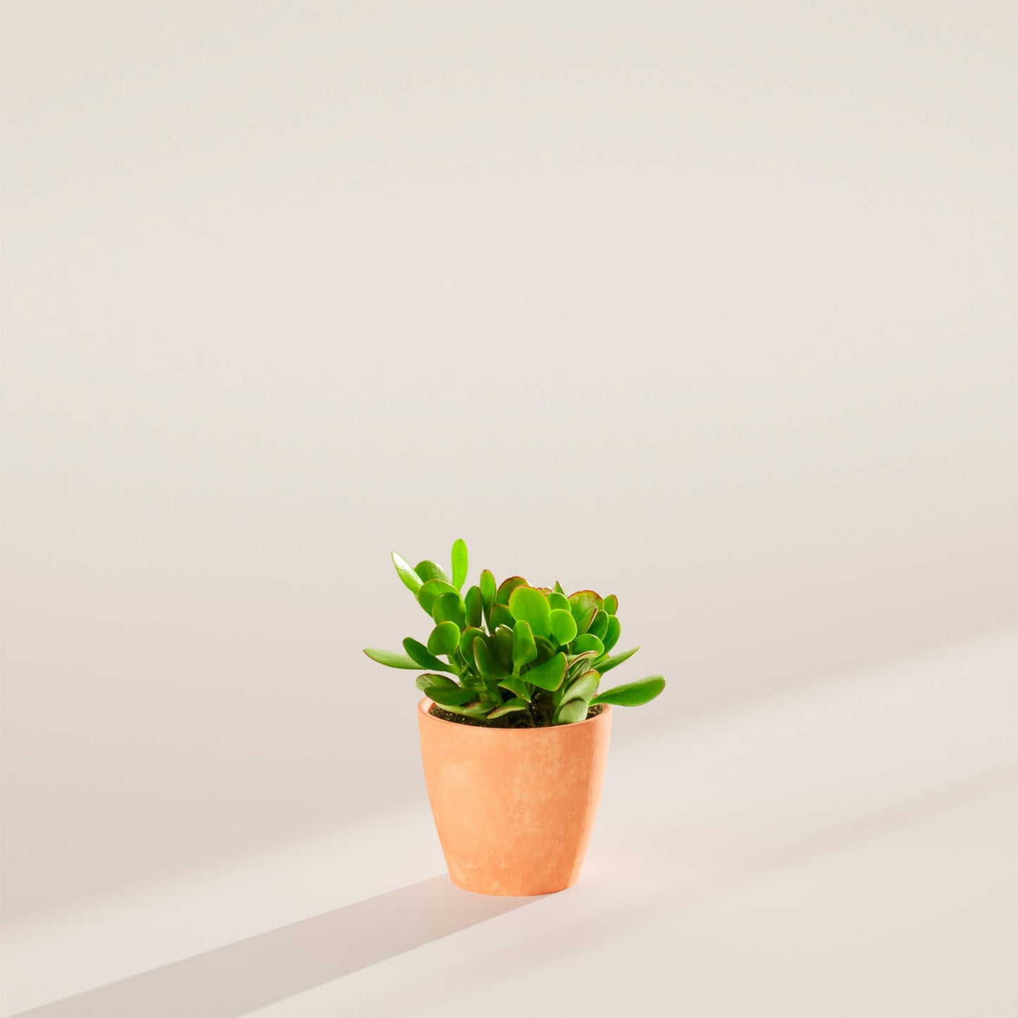 Jade Plant