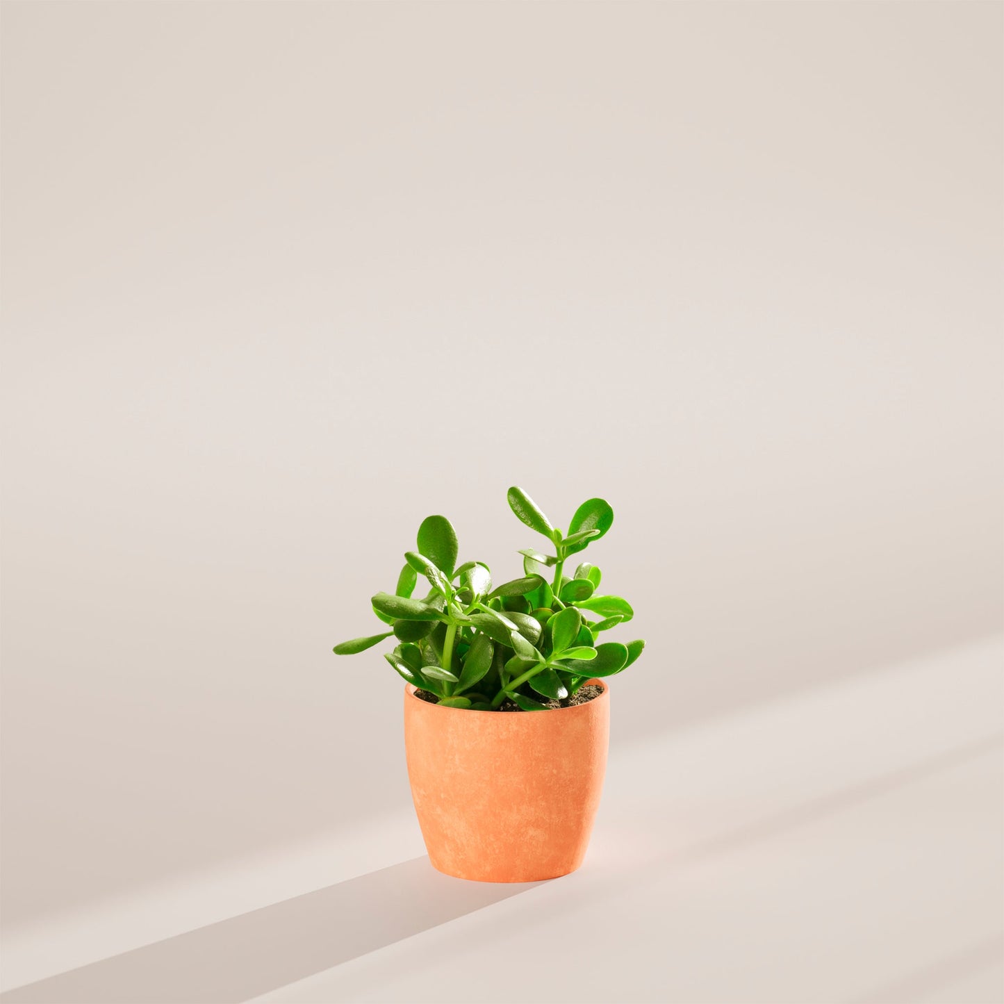 Jade Plant