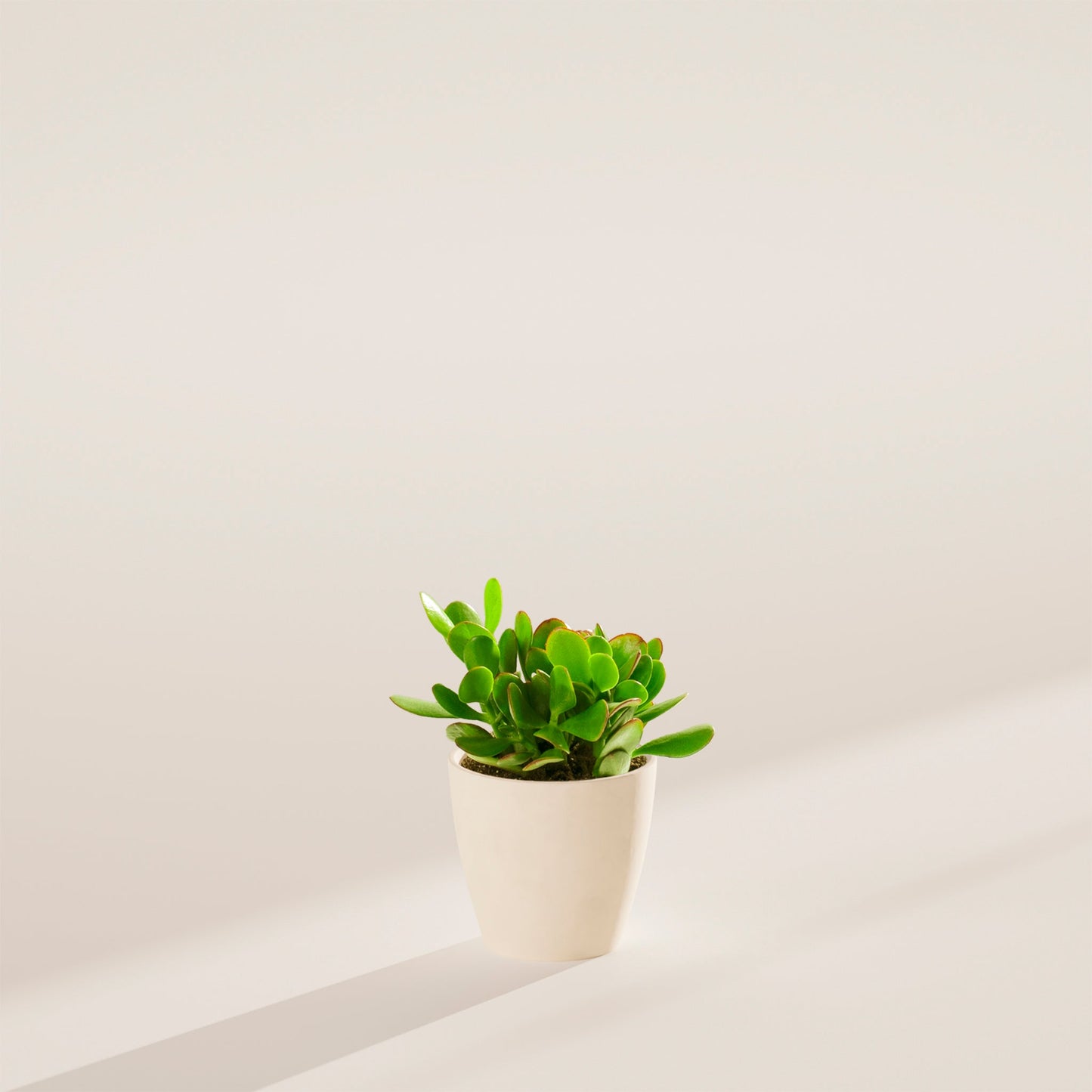 Jade Plant