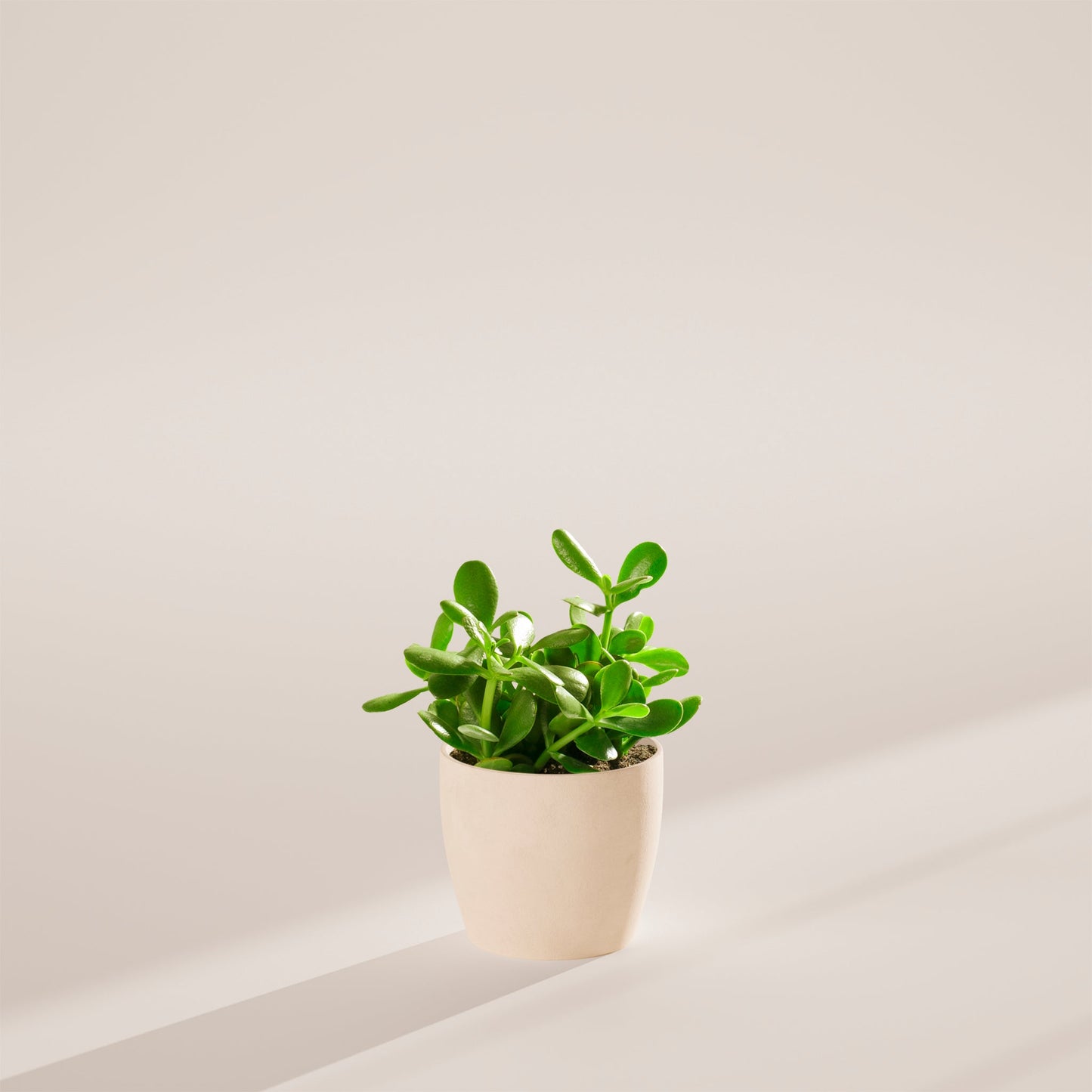 Jade Plant