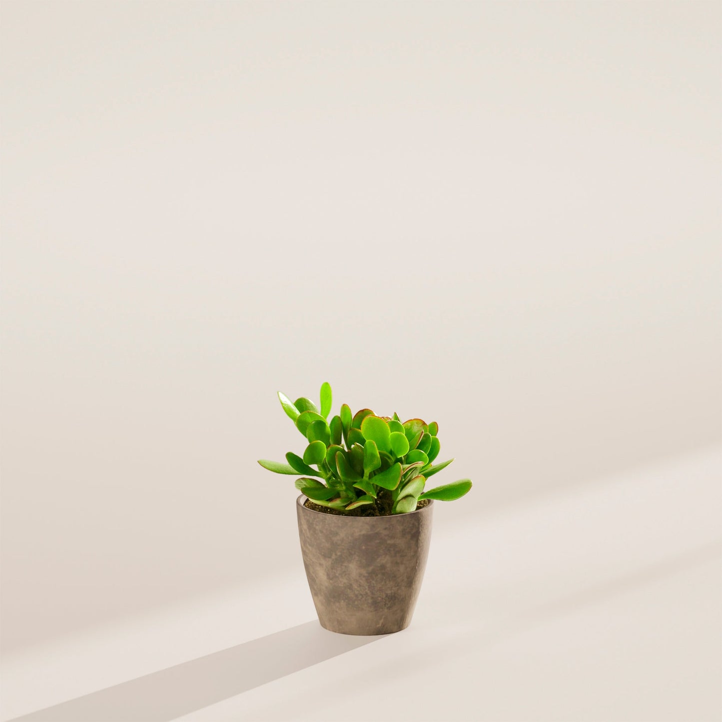 Jade Plant