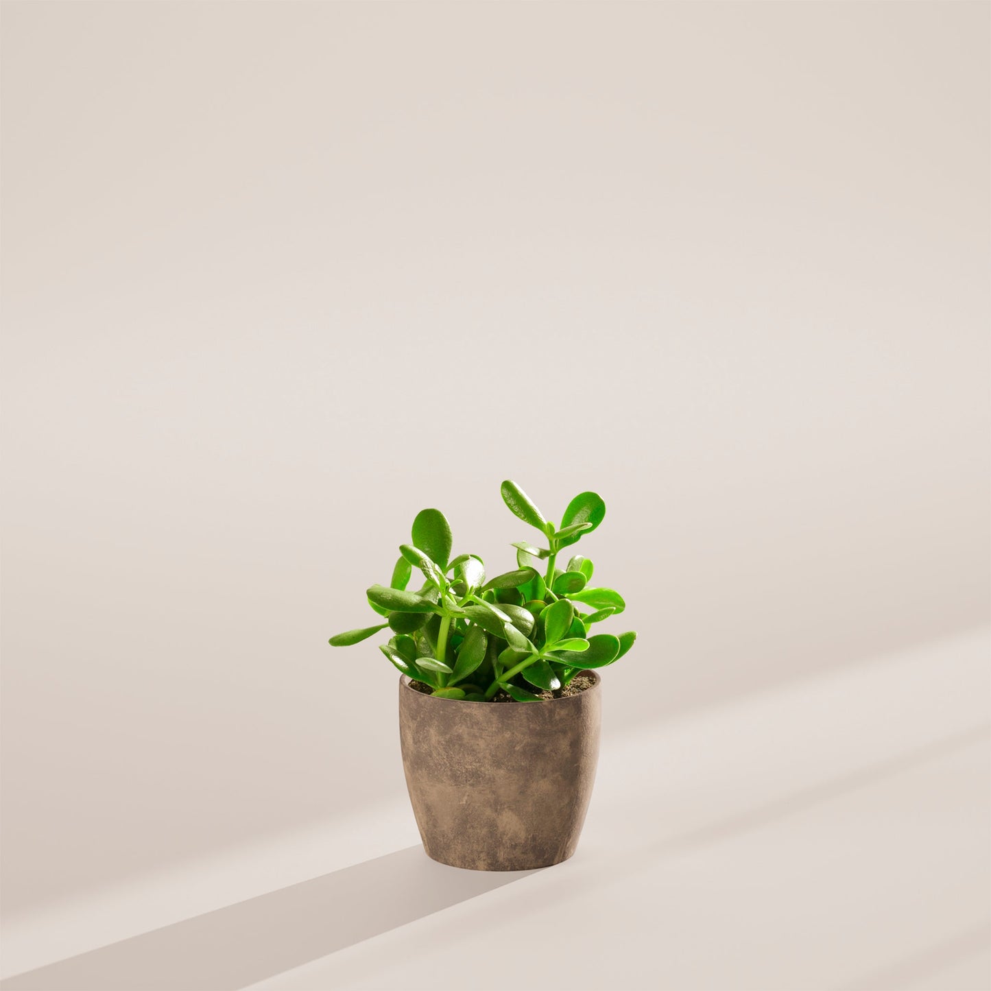 Jade Plant