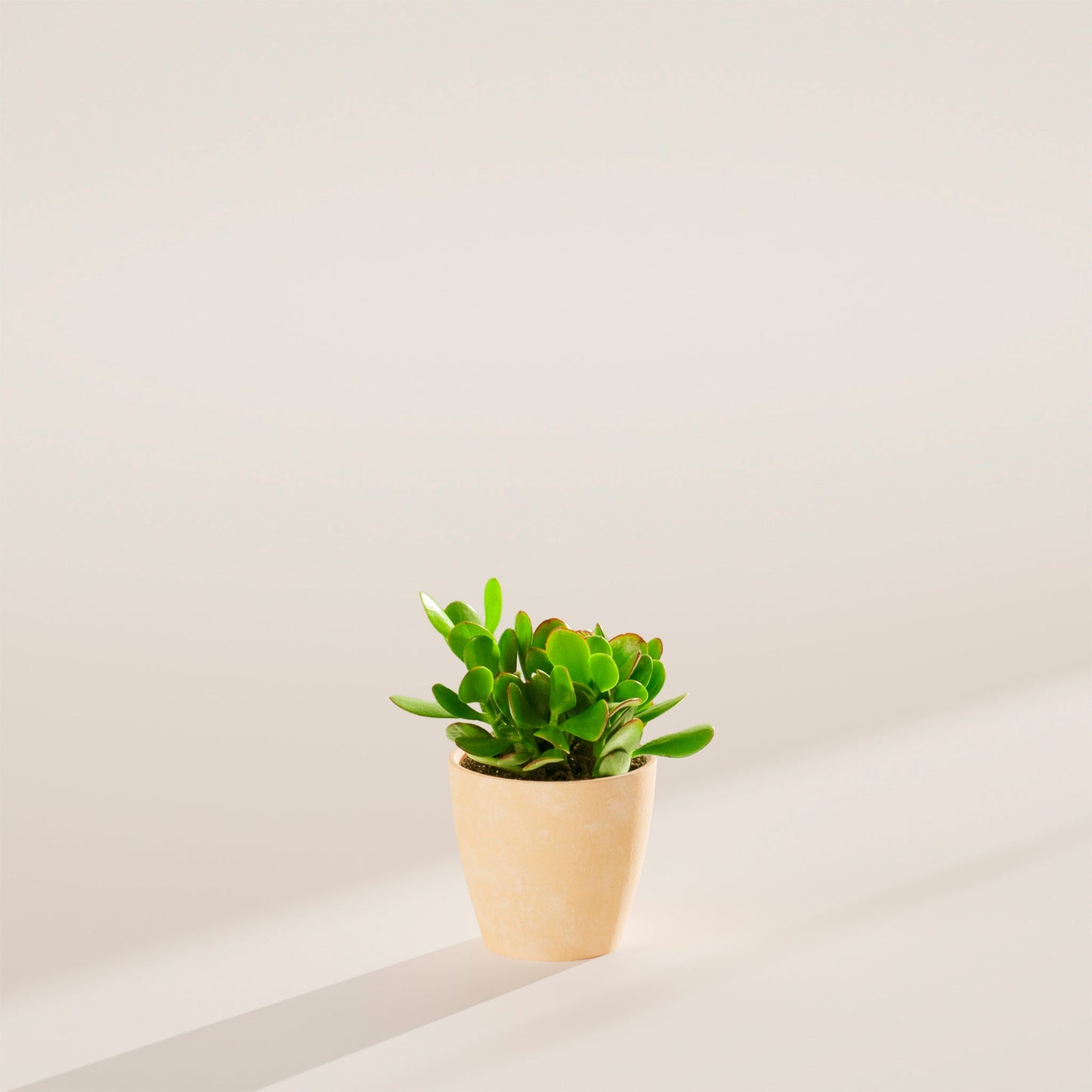 Jade Plant