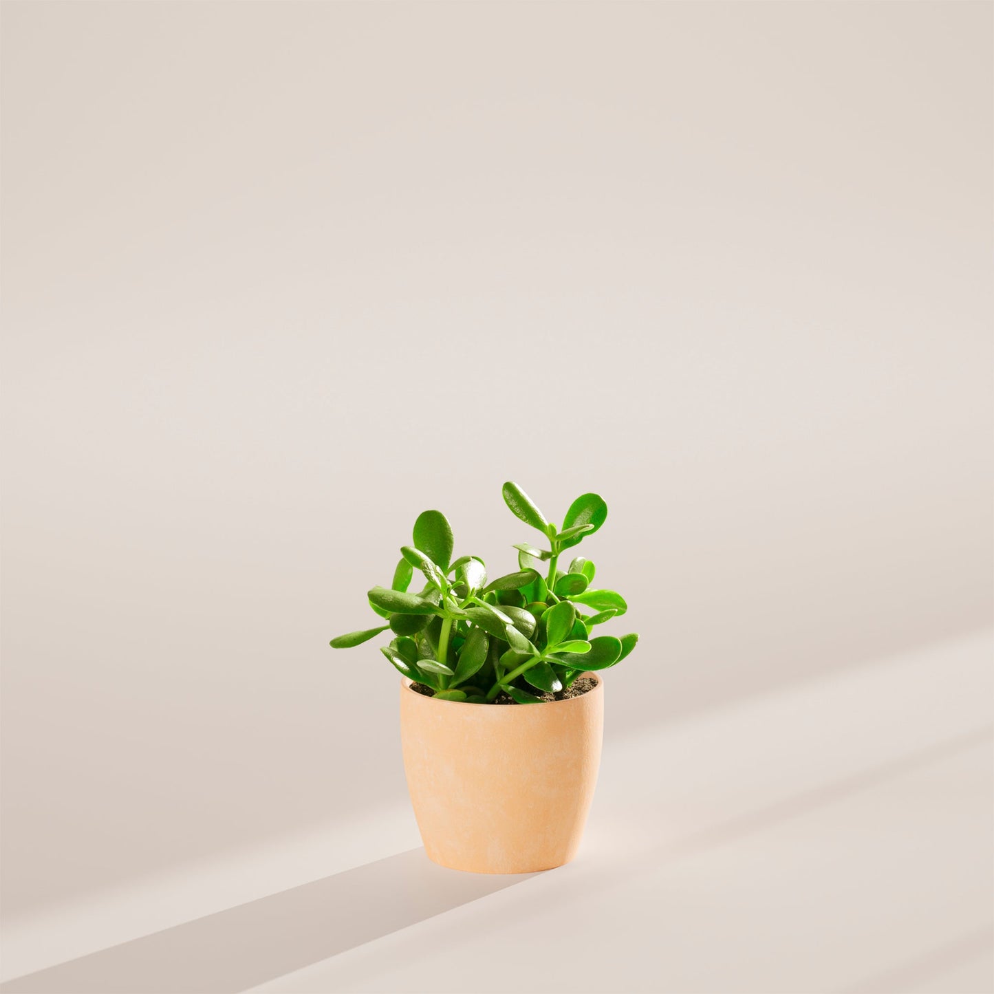 Jade Plant
