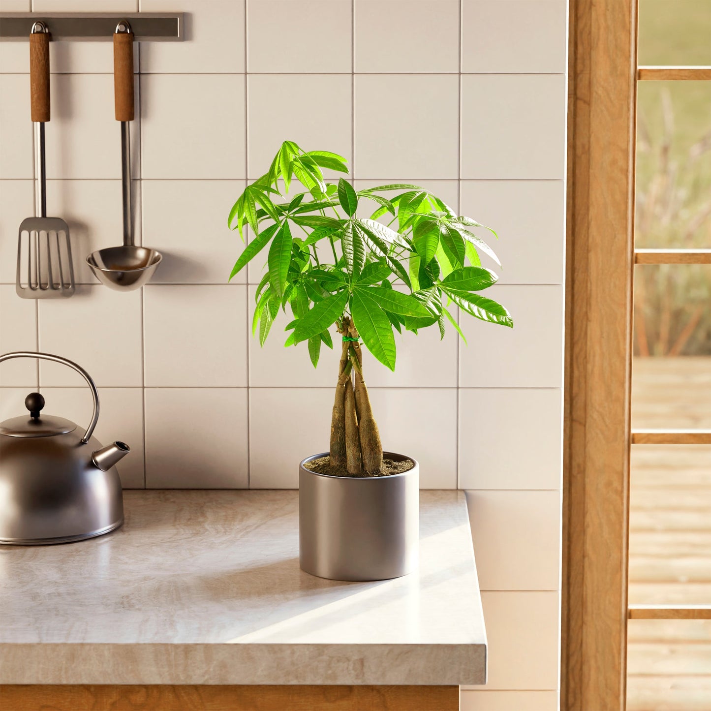 Money Tree Plant