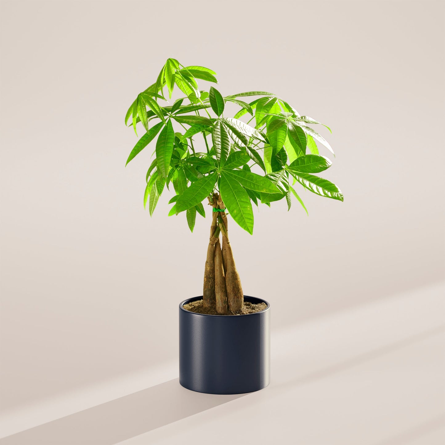 Money Tree Plant