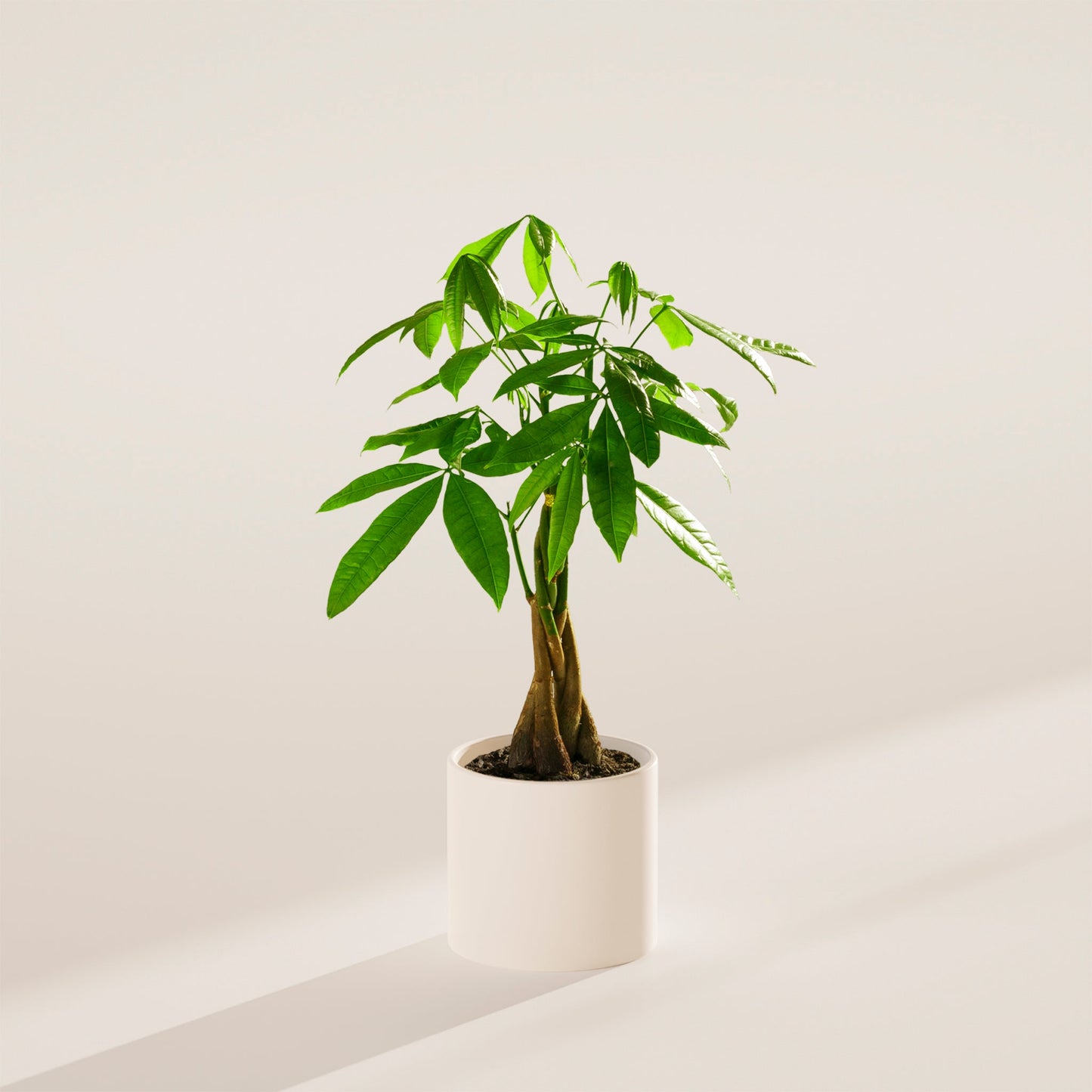 Money Tree Plant