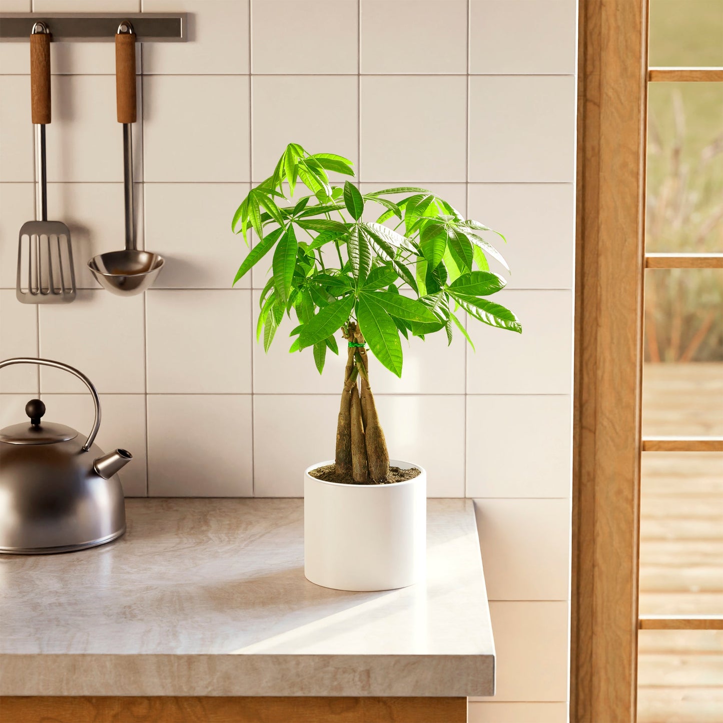 Money Tree Plant