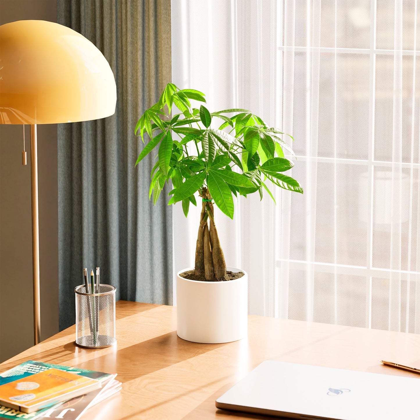 Money Tree Plant