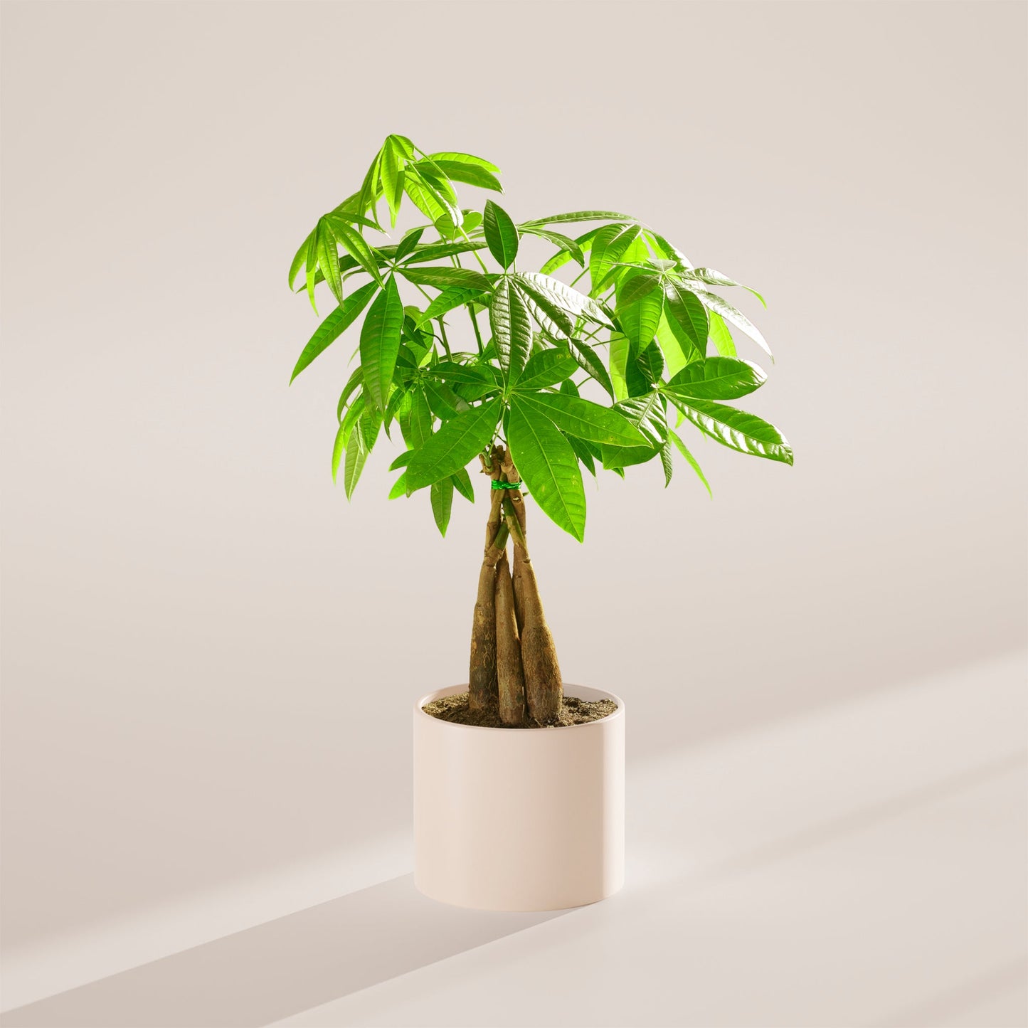 Money Tree Plant