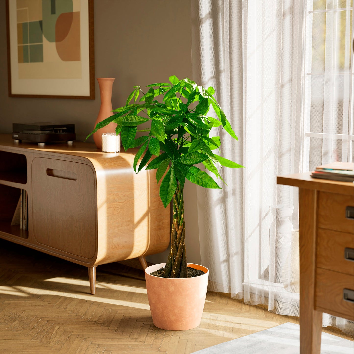 Money Tree Plant