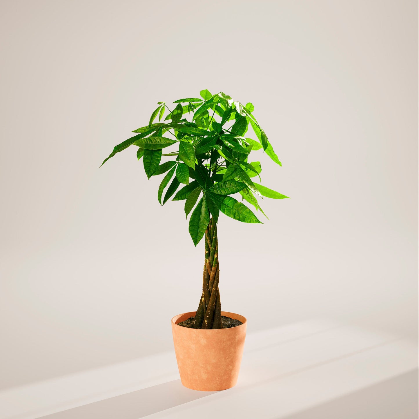 Money Tree Plant
