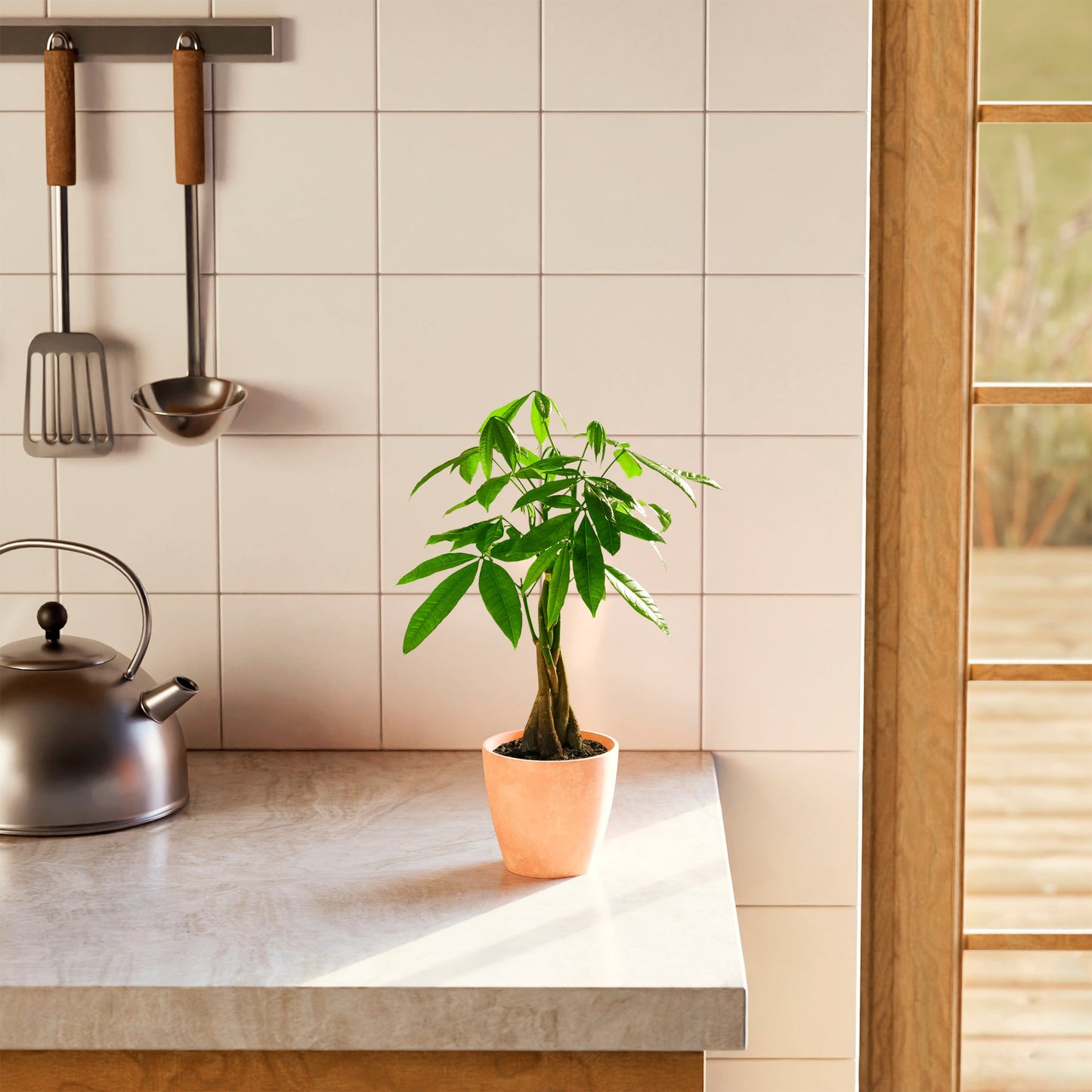 Money Tree Plant