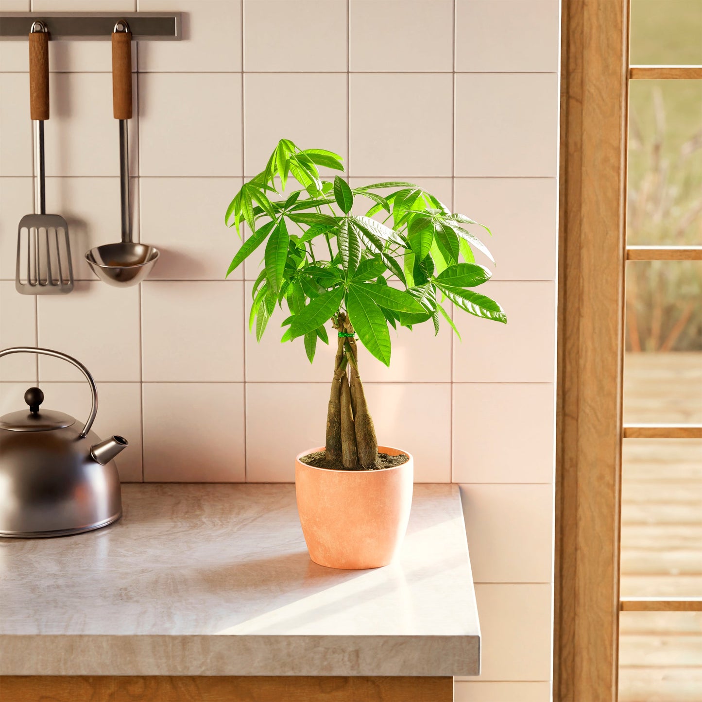 Money Tree Plant