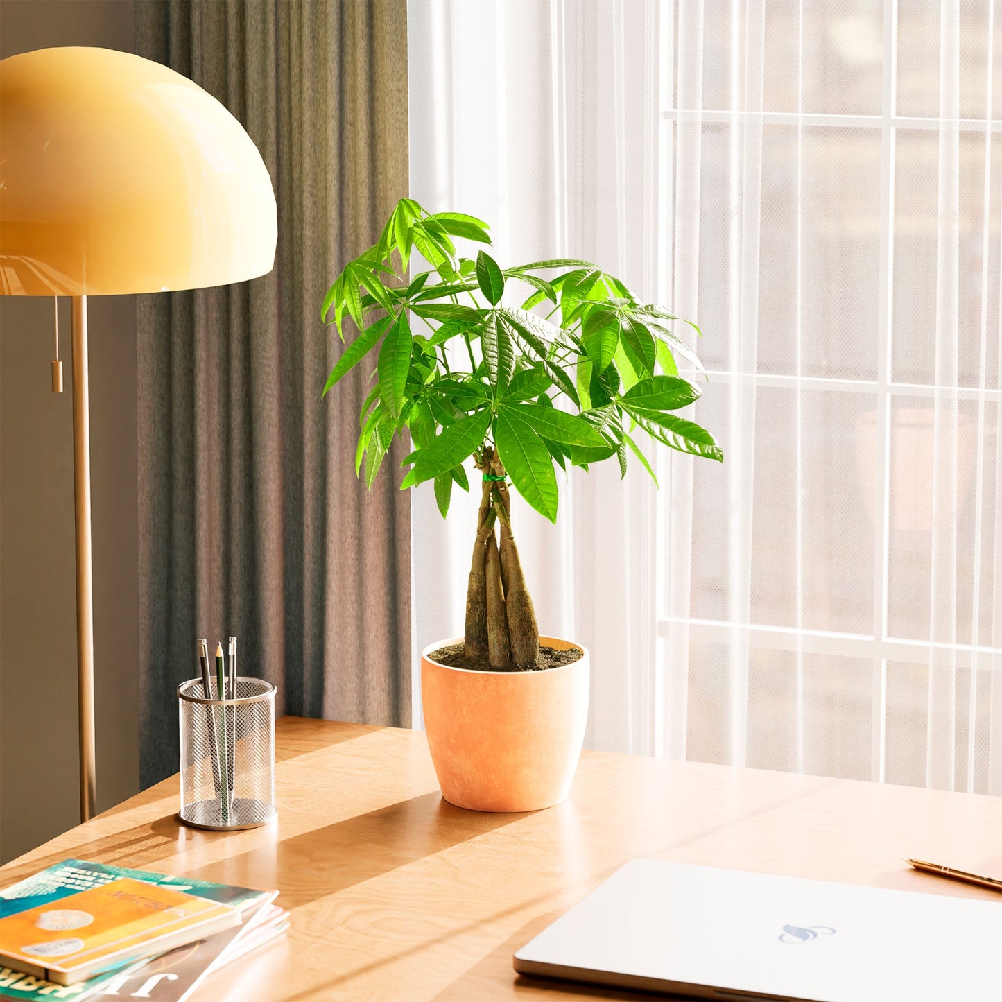 Money Tree Plant