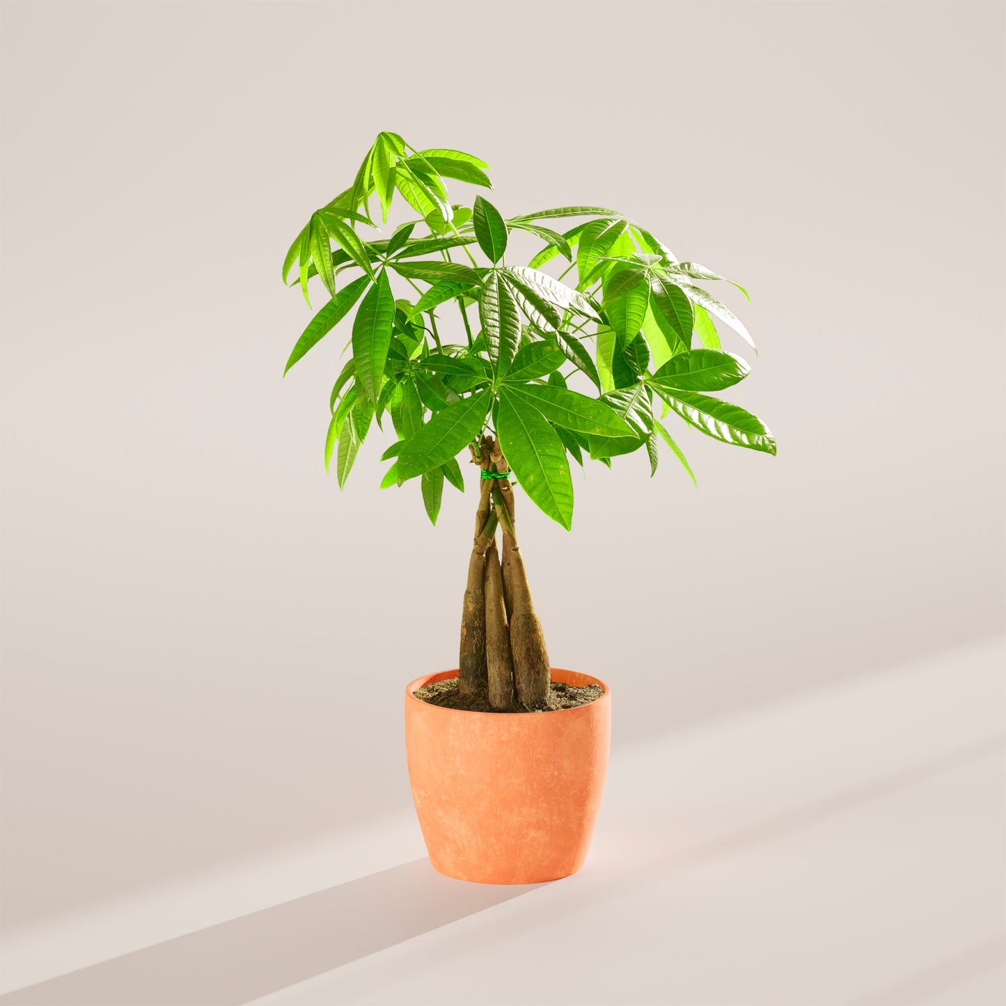 Money Tree Plant