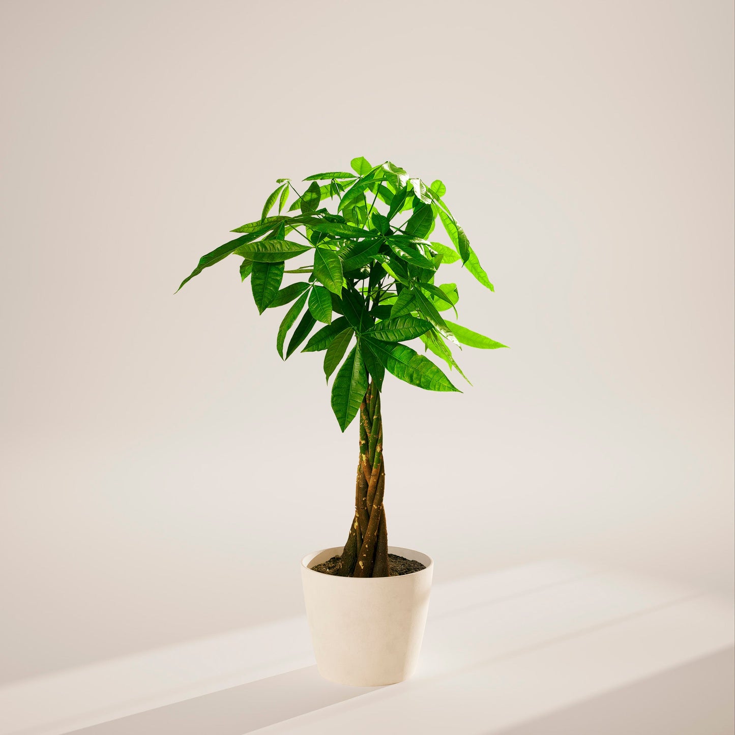 Money Tree Plant
