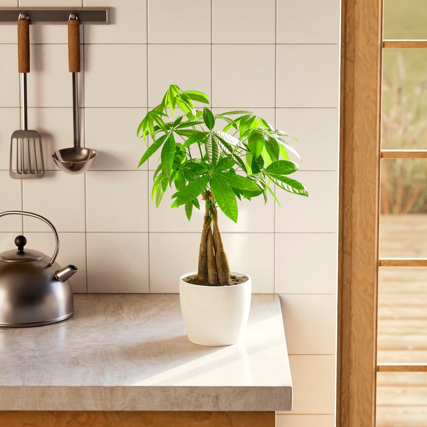Money Tree Plant