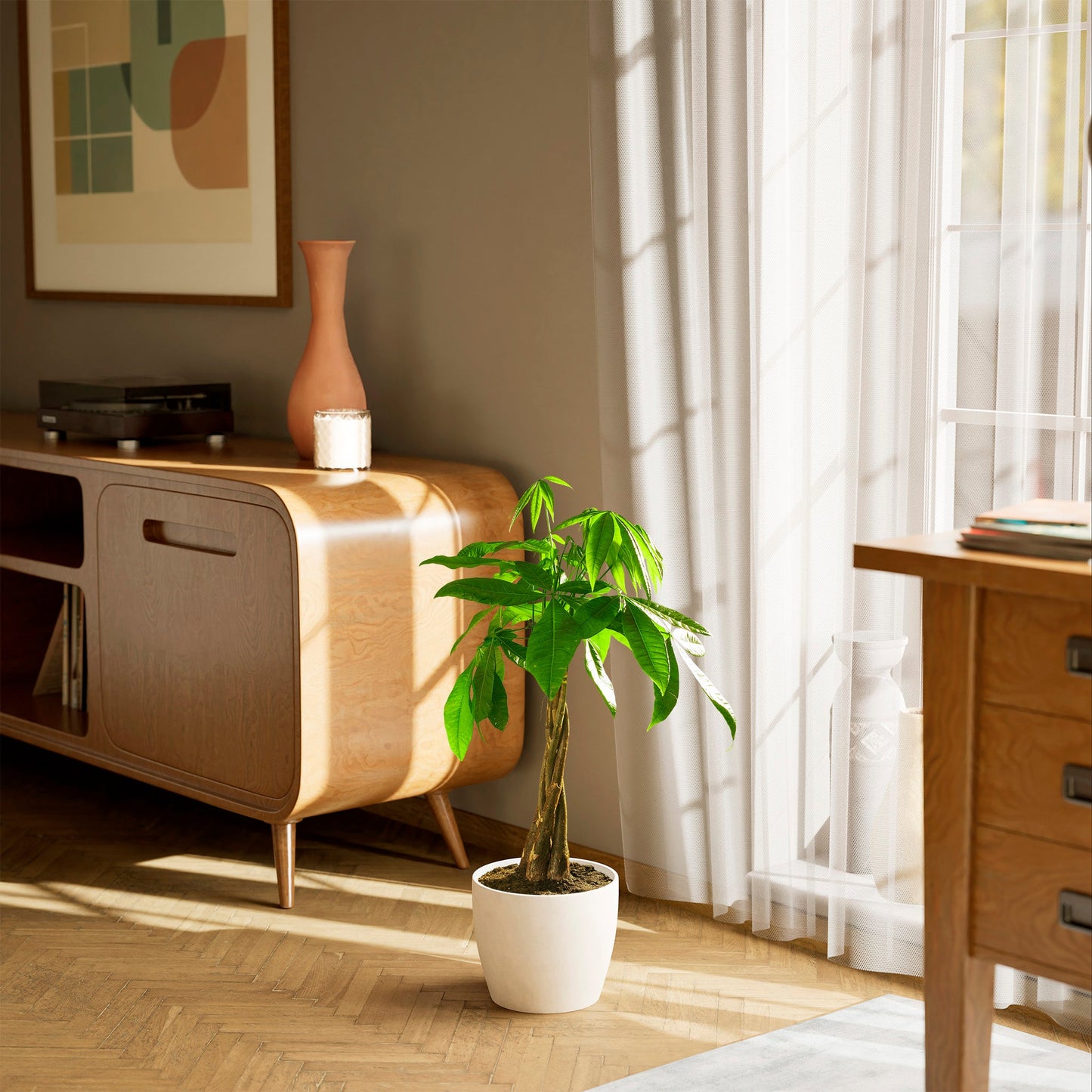Money Tree Plant