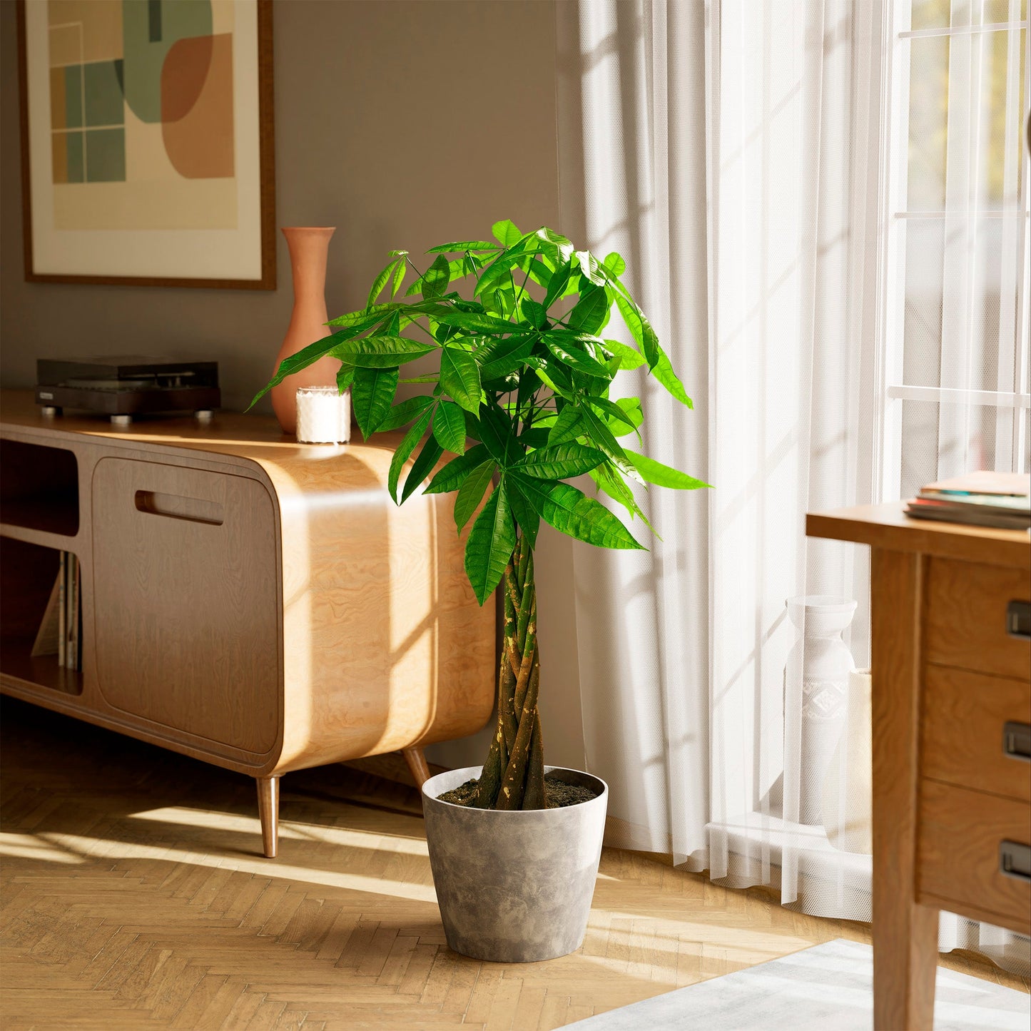 Money Tree Plant