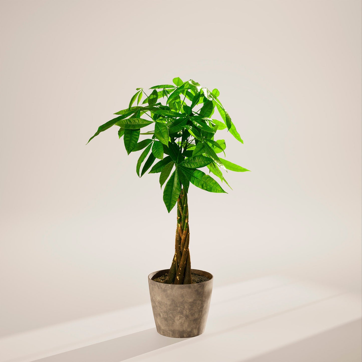 Money Tree Plant