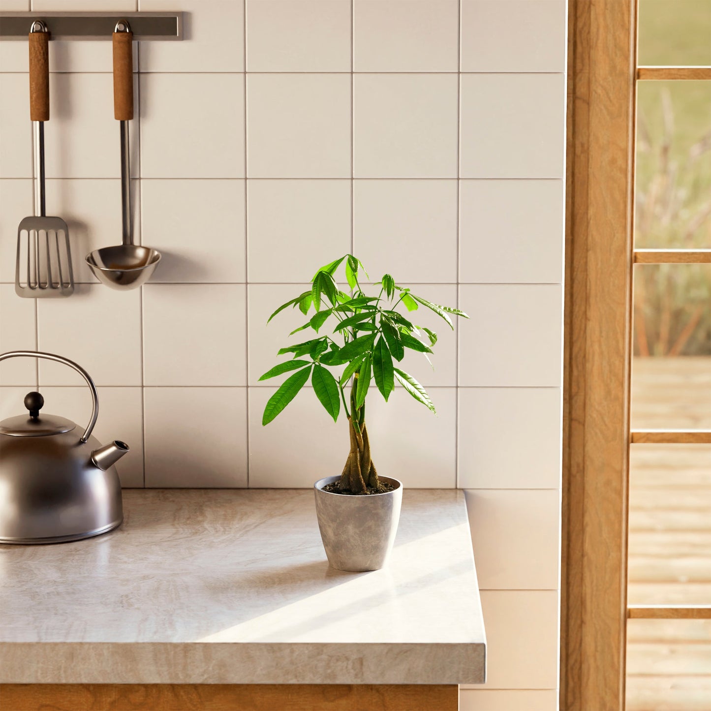 Money Tree Plant