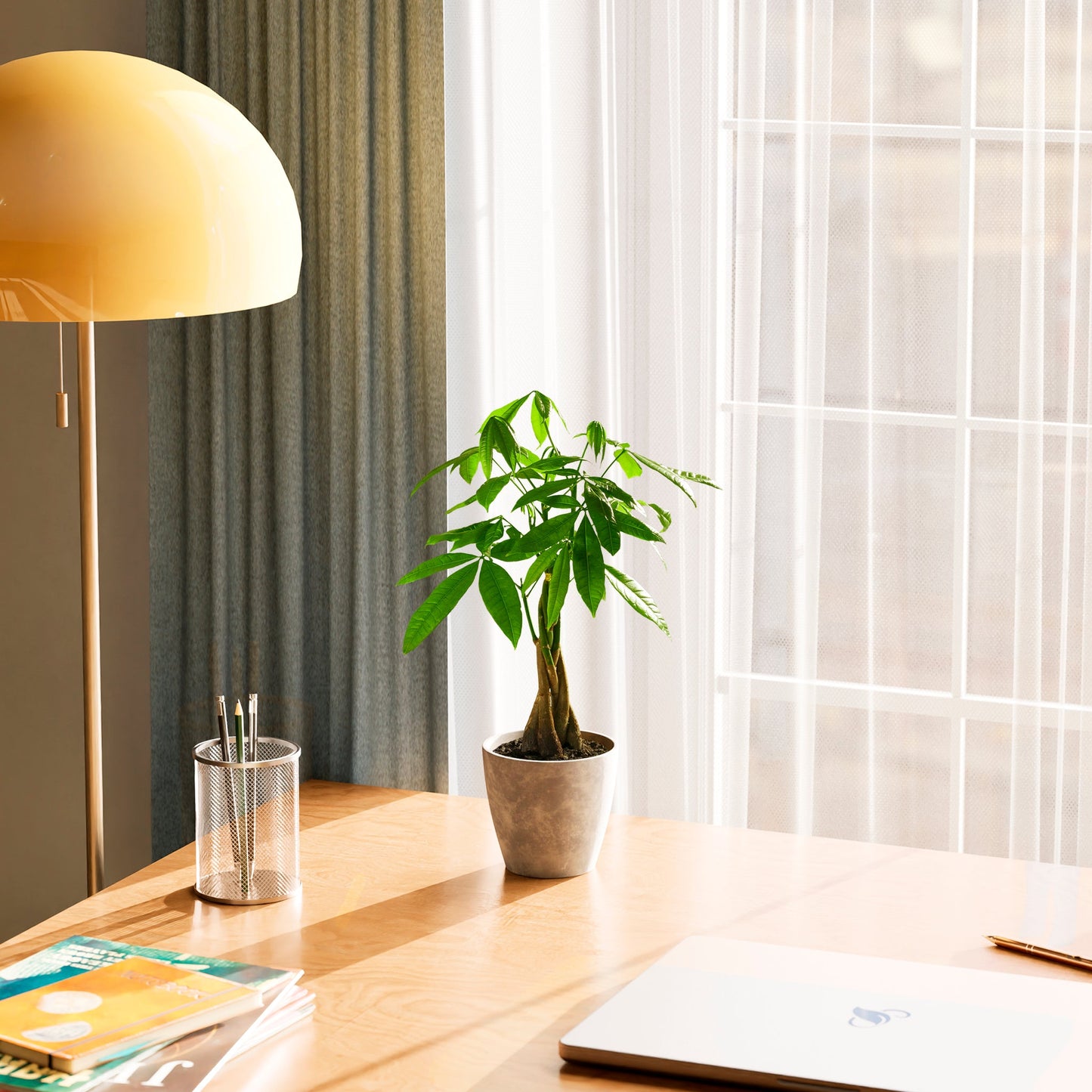 Money Tree Plant