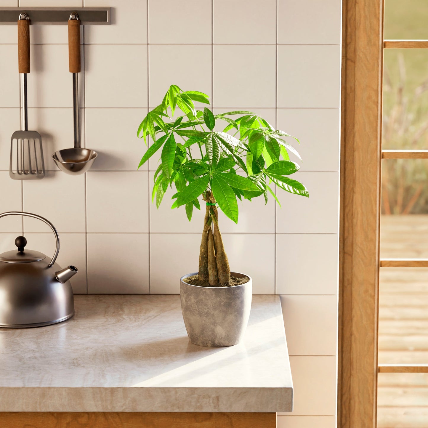 Money Tree Plant