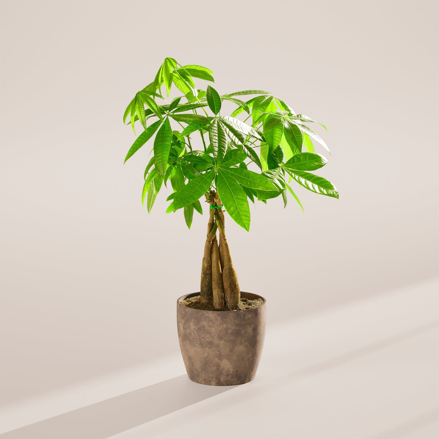 Money Tree Plant