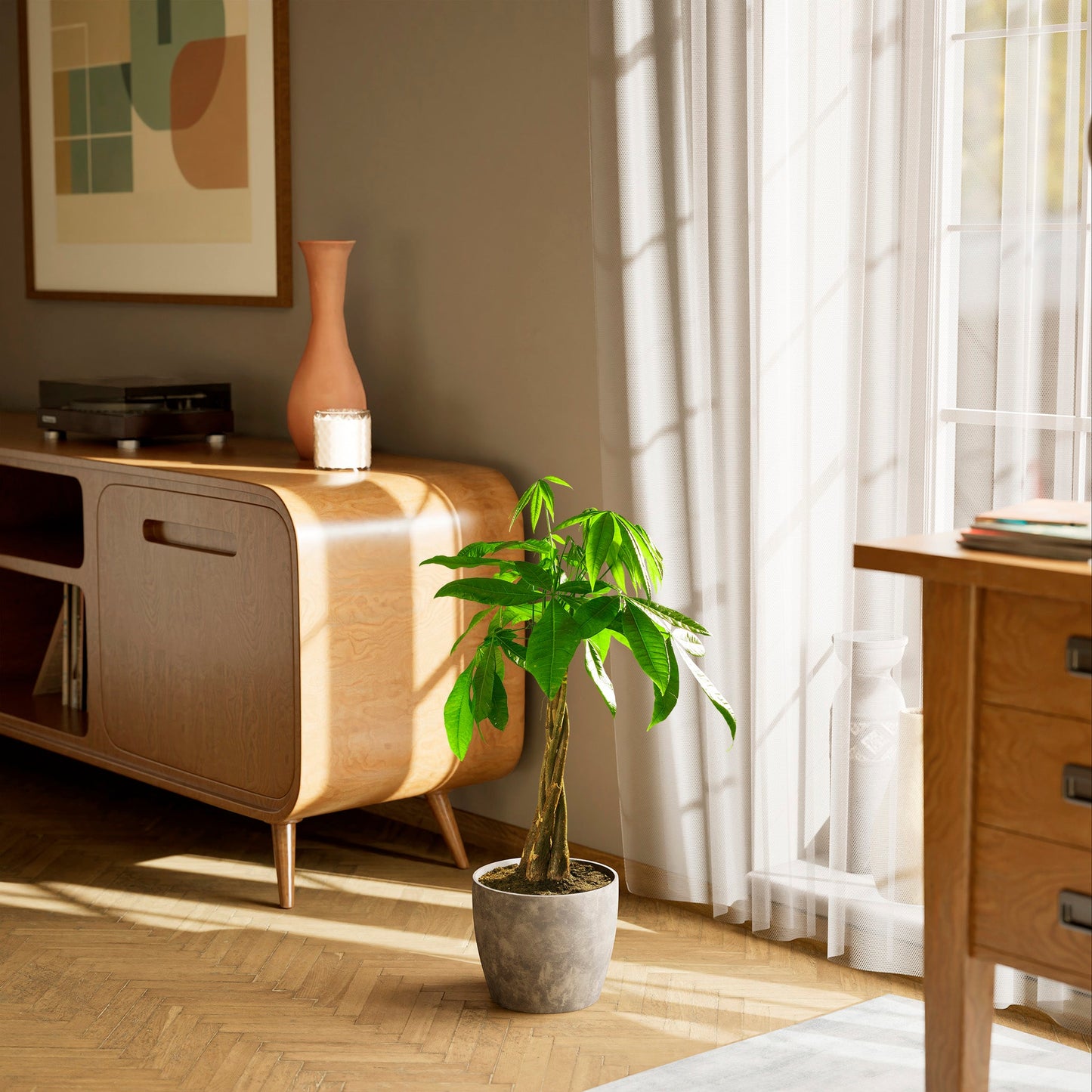 Money Tree Plant