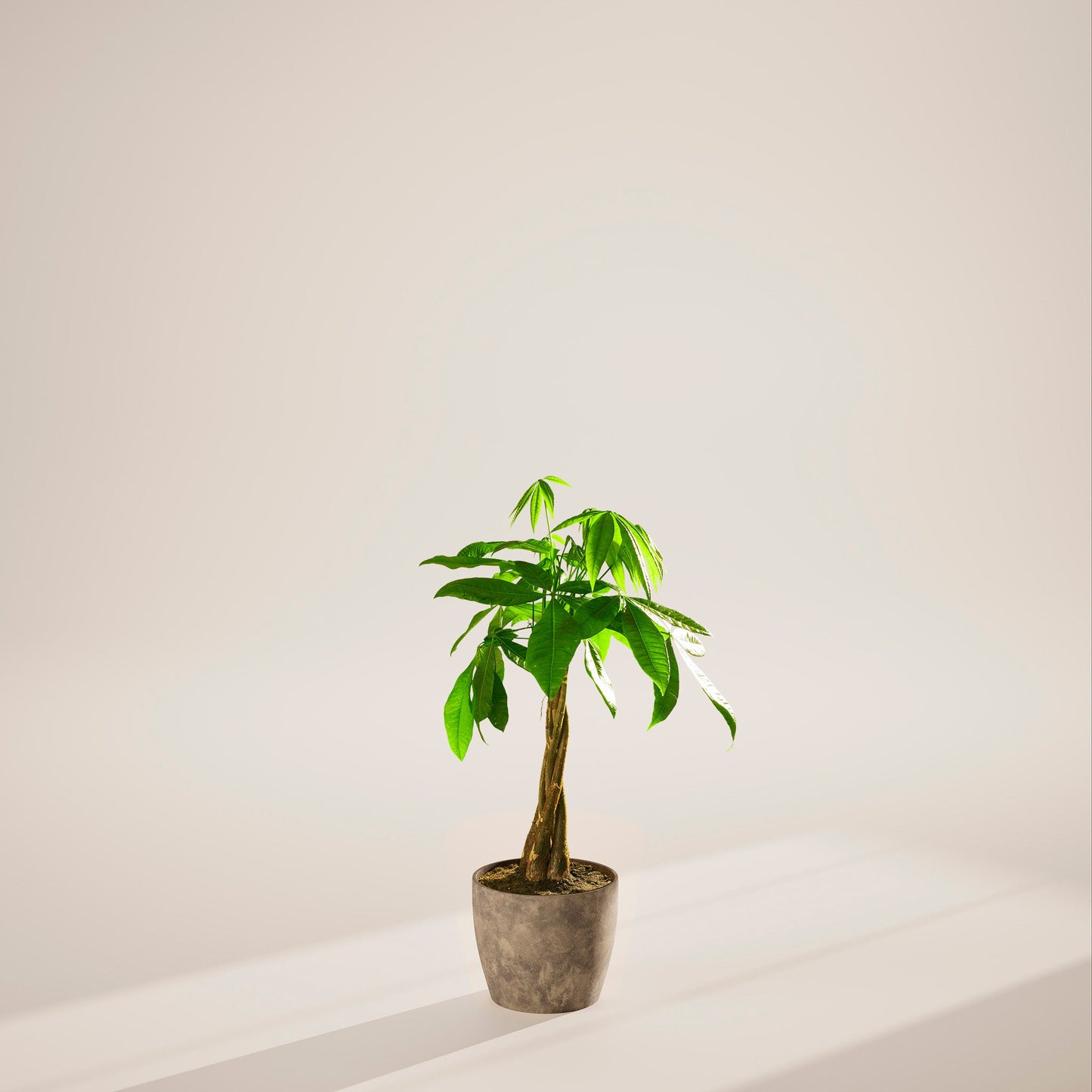 Money Tree Plant