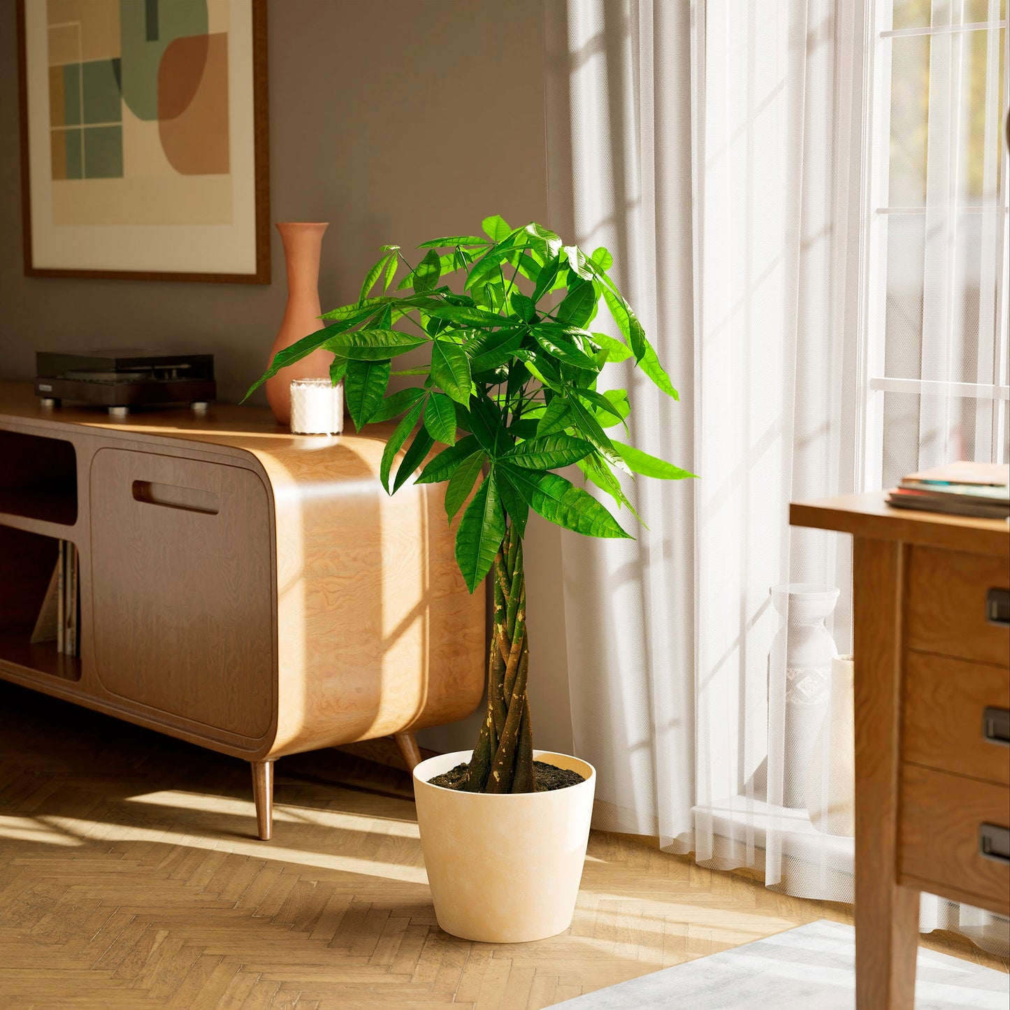 Money Tree Plant
