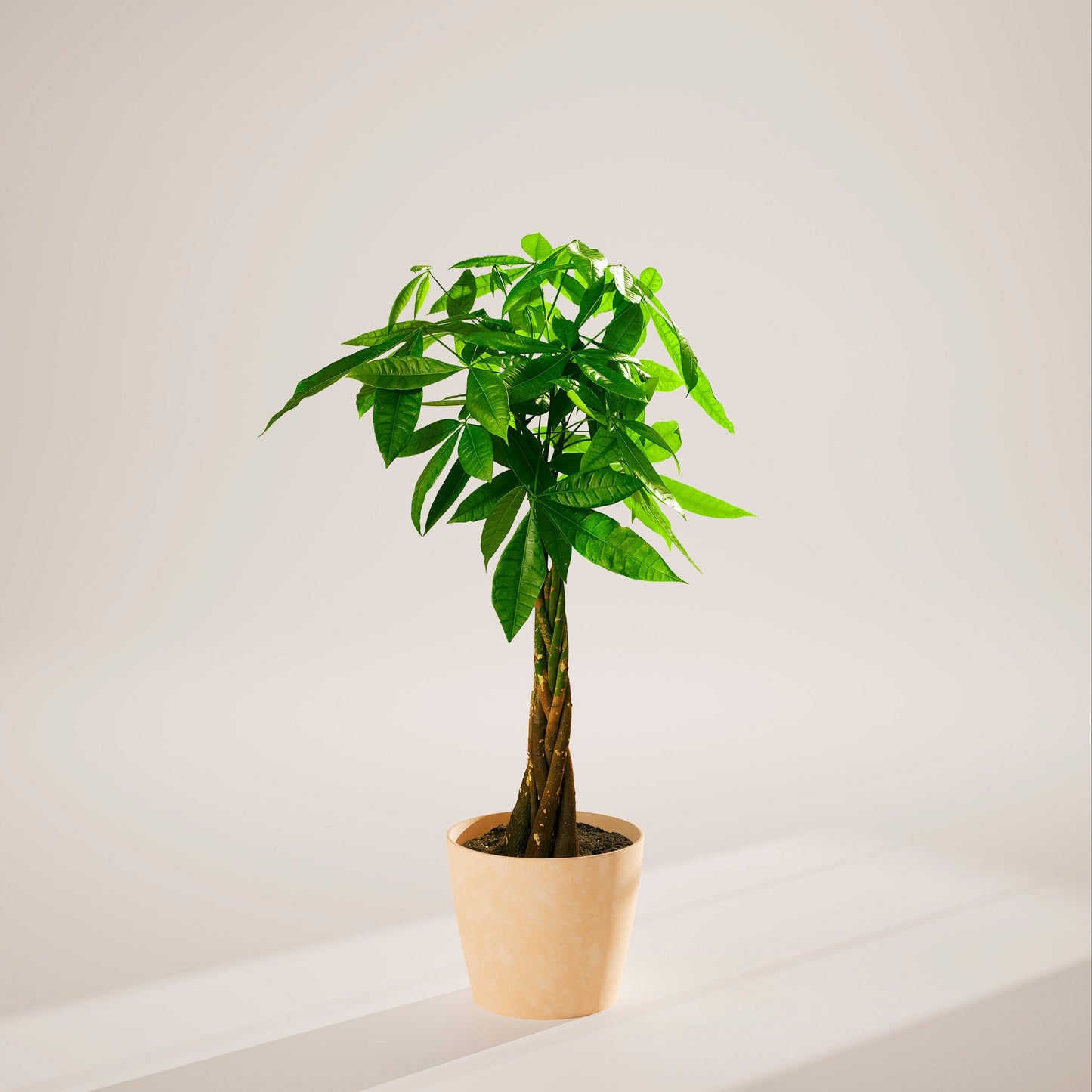 Money Tree Plant