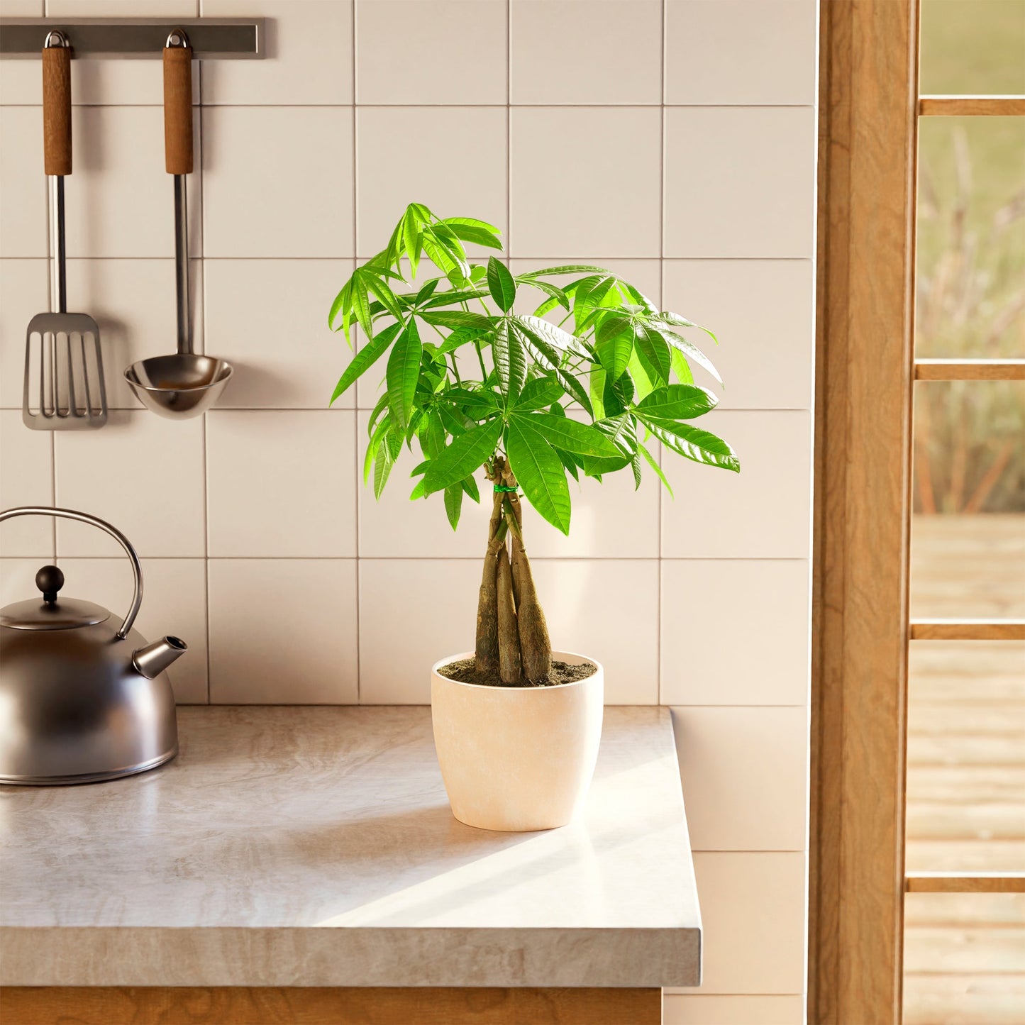 Money Tree Plant