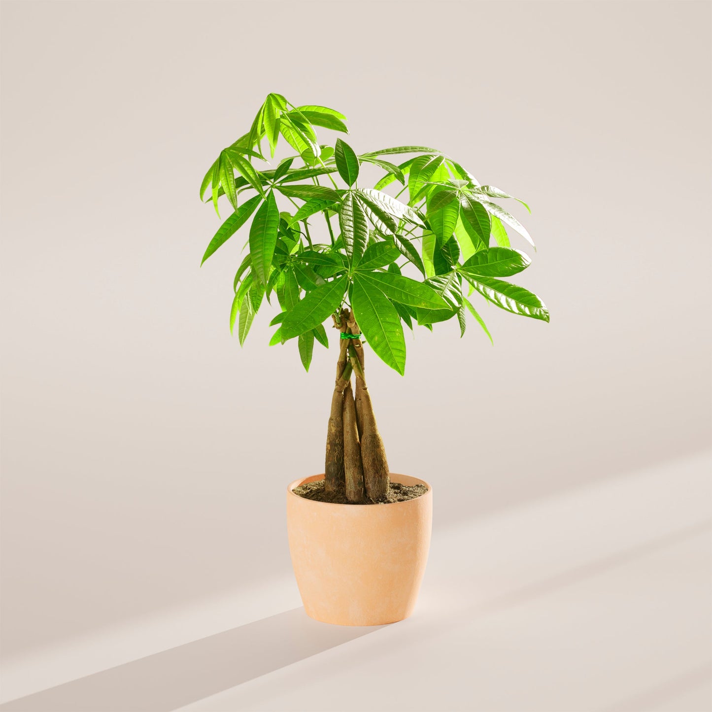 Money Tree Plant