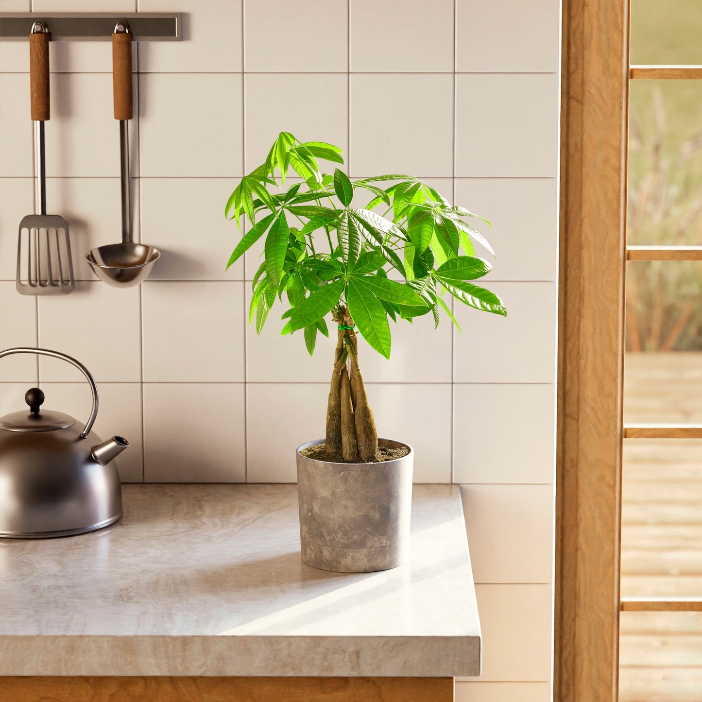 Money Tree Plant