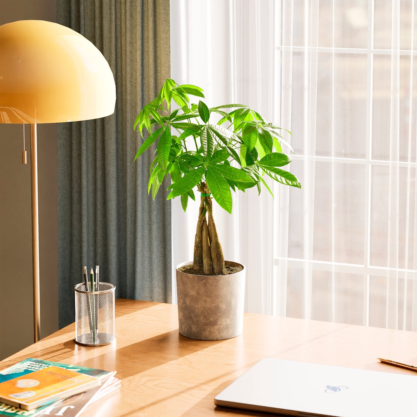 Money Tree Plant