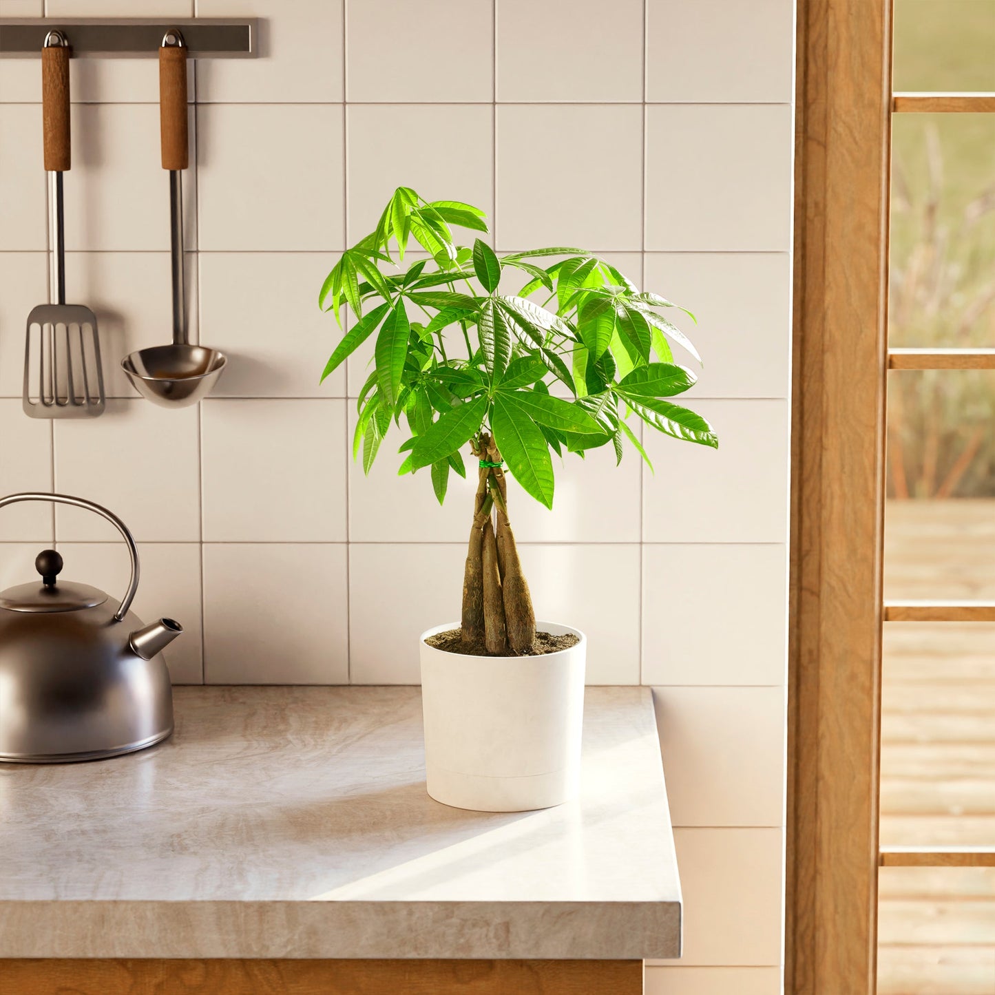 Money Tree Plant