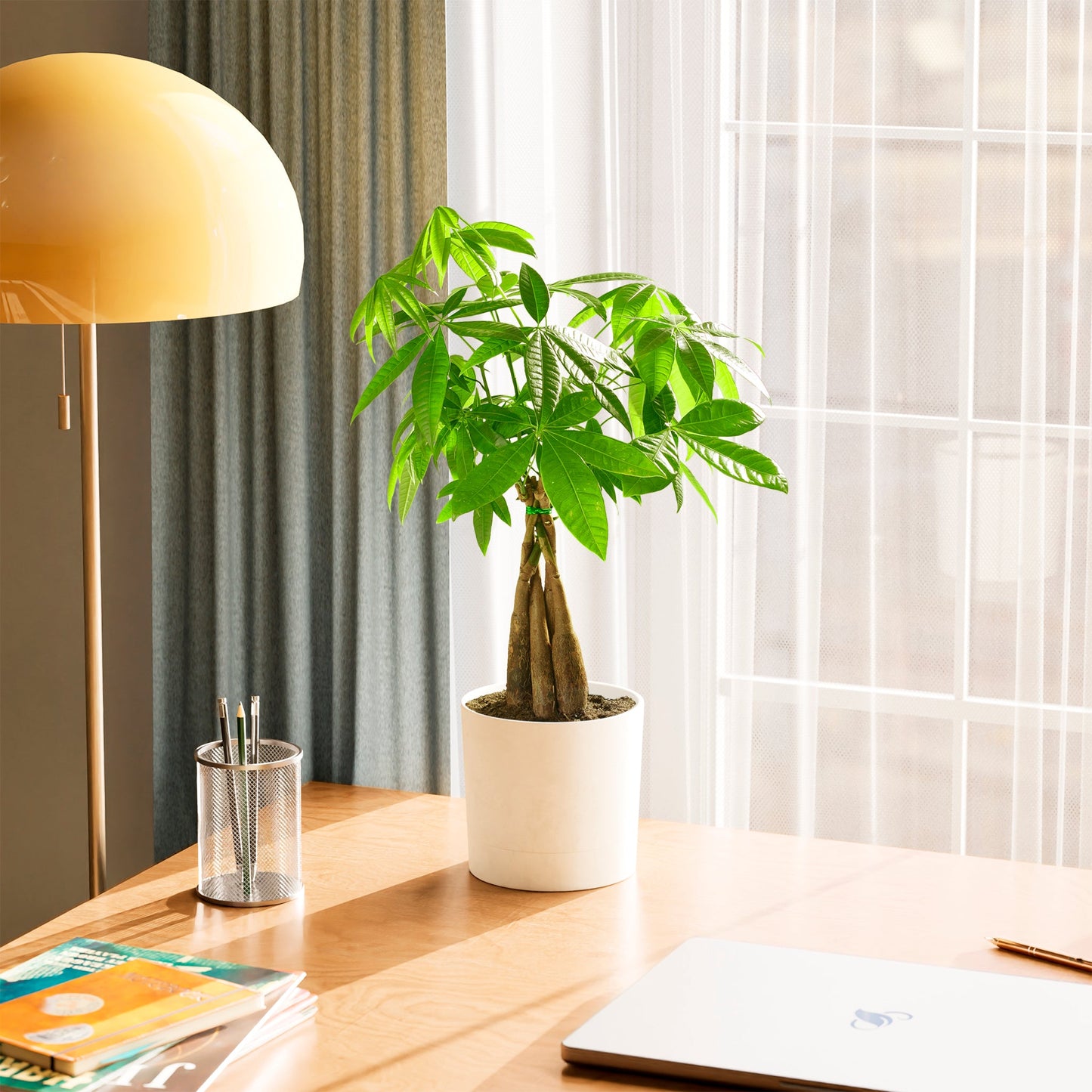 Money Tree Plant