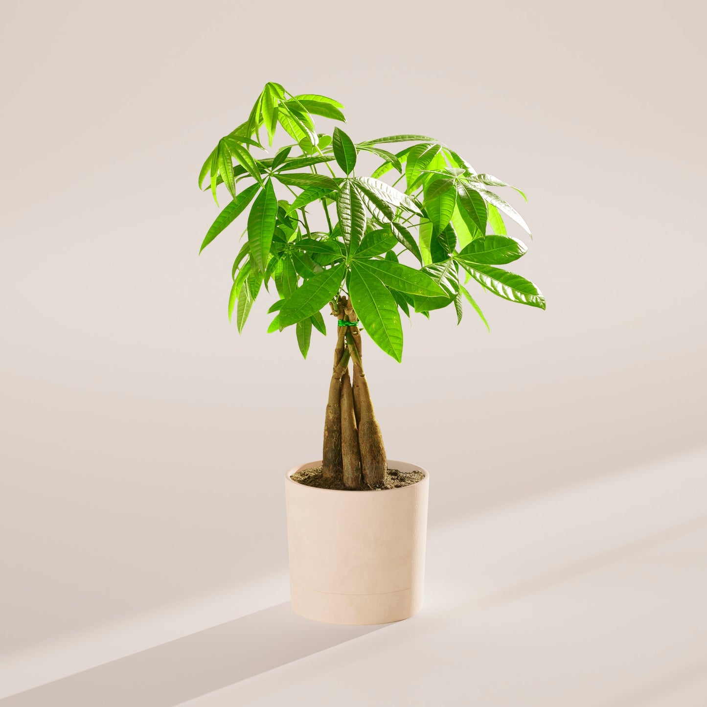 Money Tree Plant