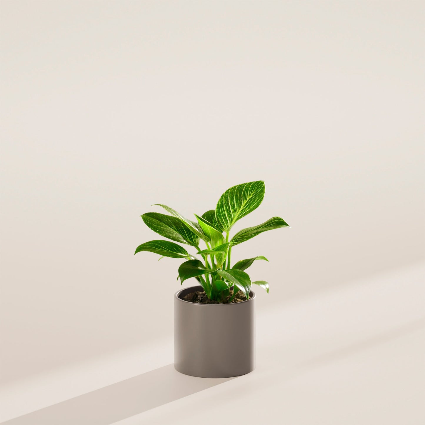 Philodendron Birkin