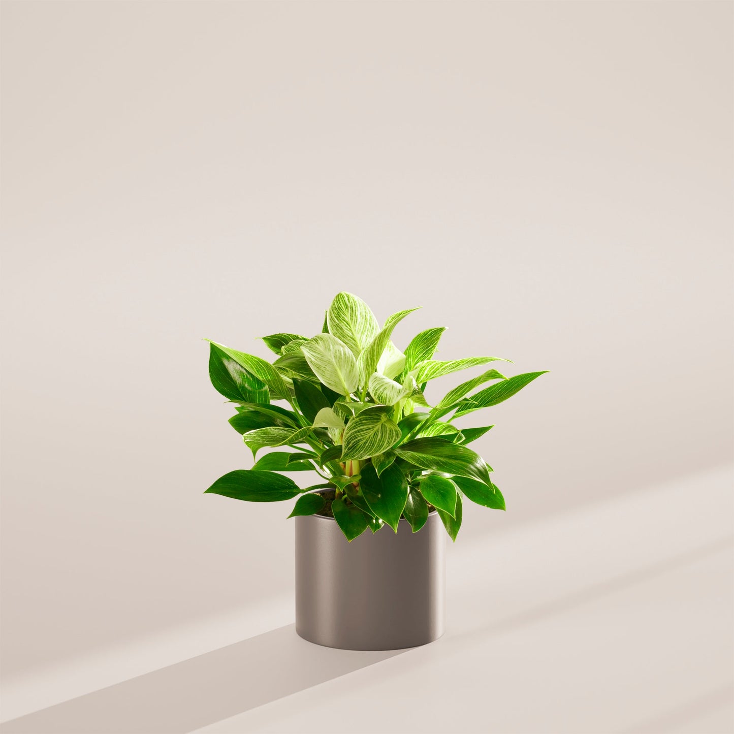 Philodendron Birkin